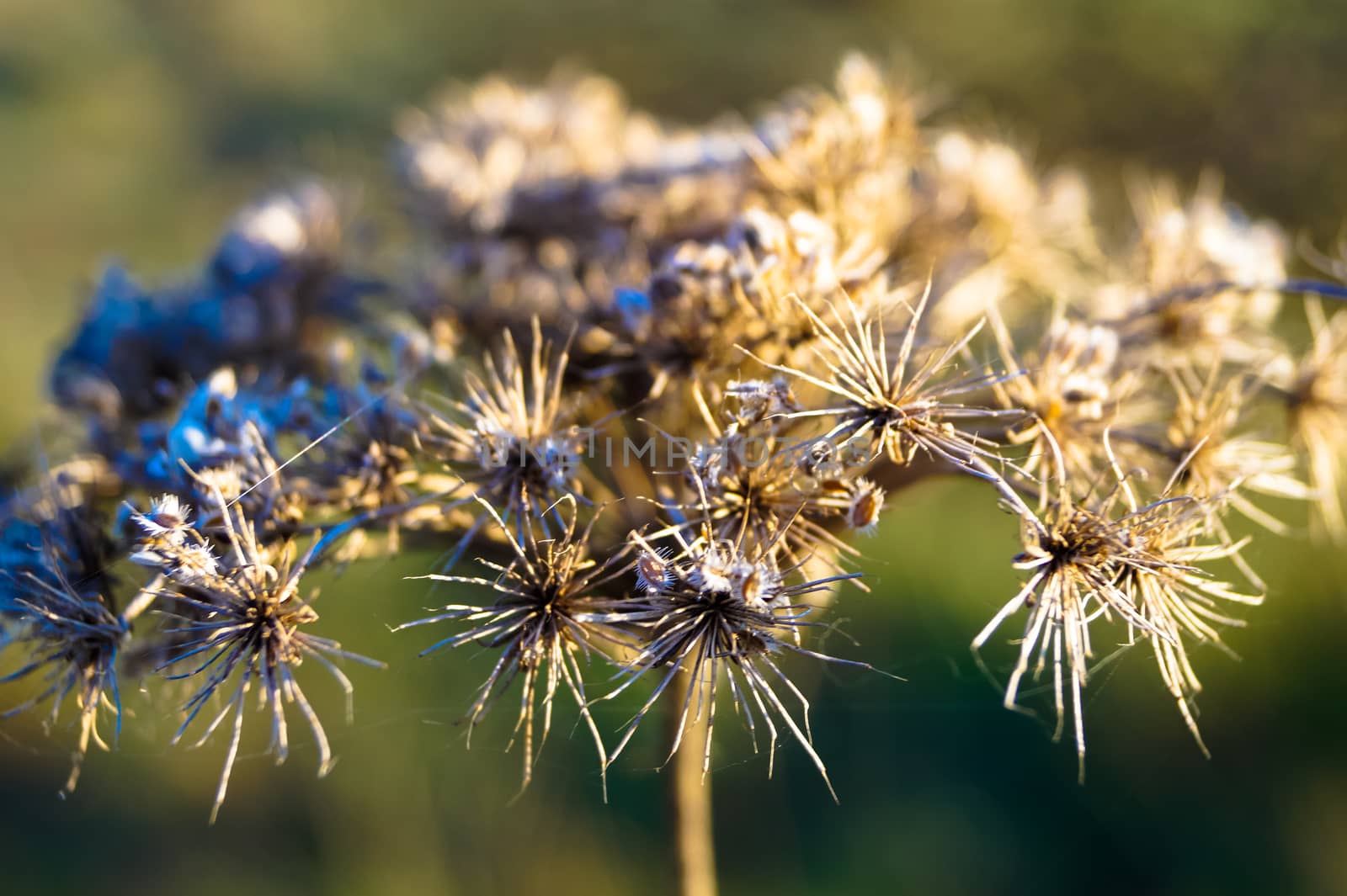 beautiful dry flower abstraction macro