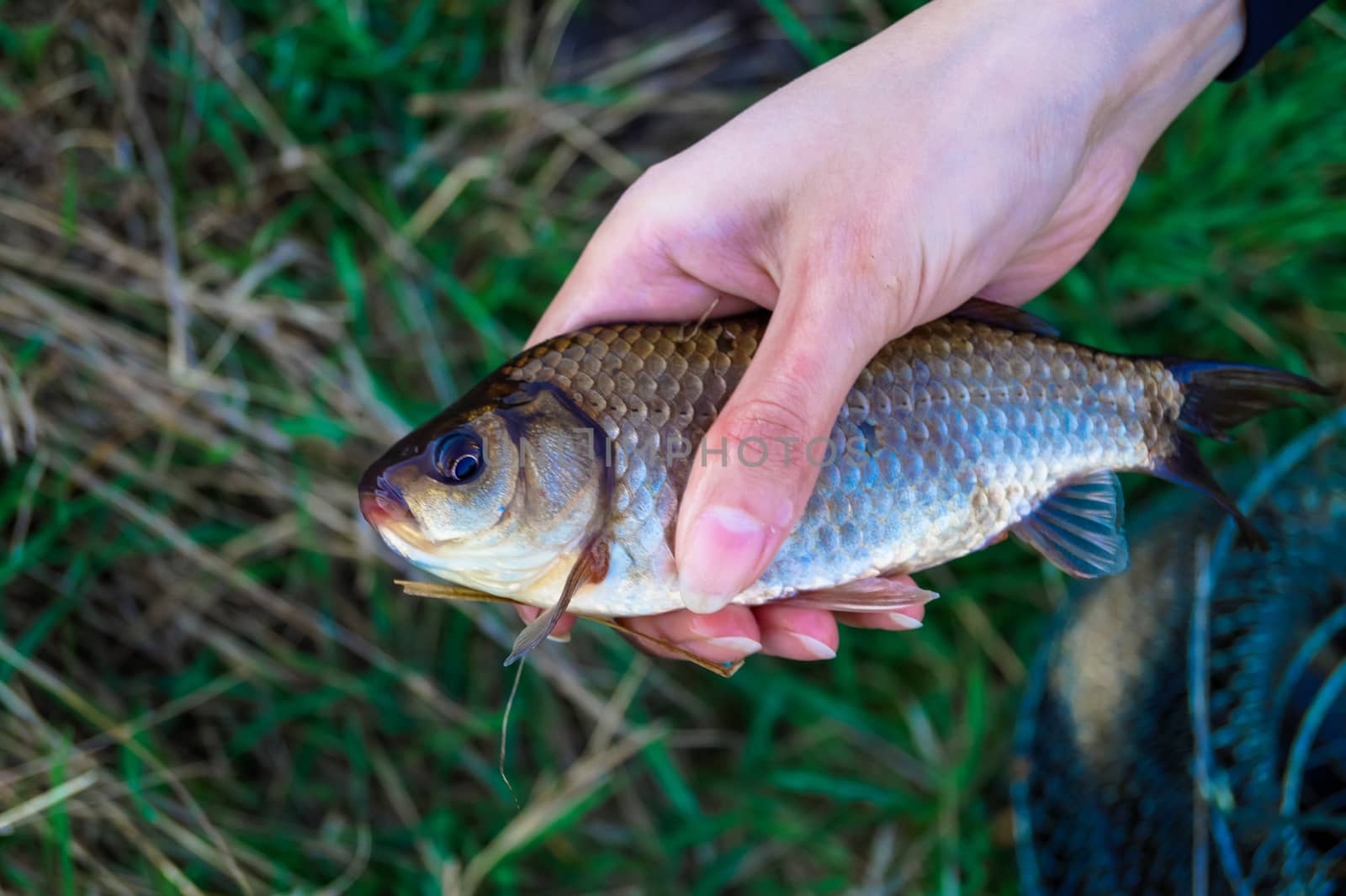 hobby fishing caught a carp in the hand of man