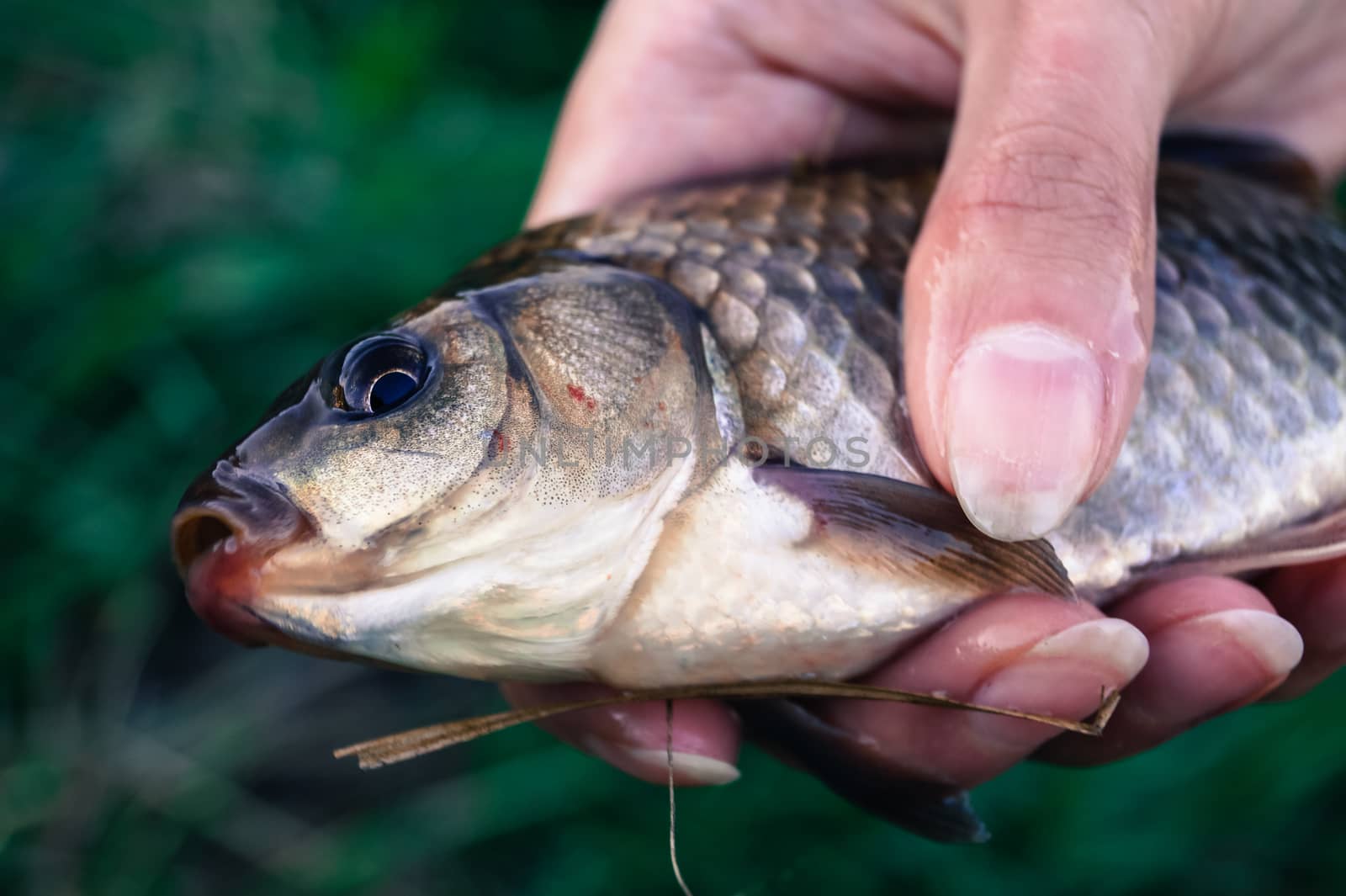 fishing caught a carp in the hand of man