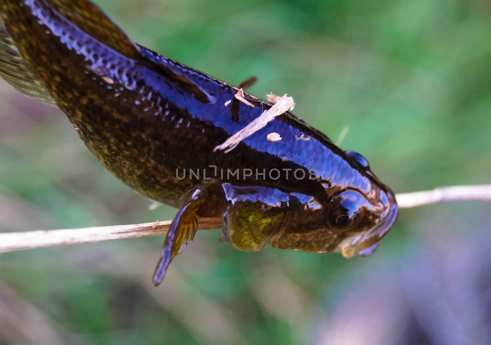 little fish macro photo by Oleczka11