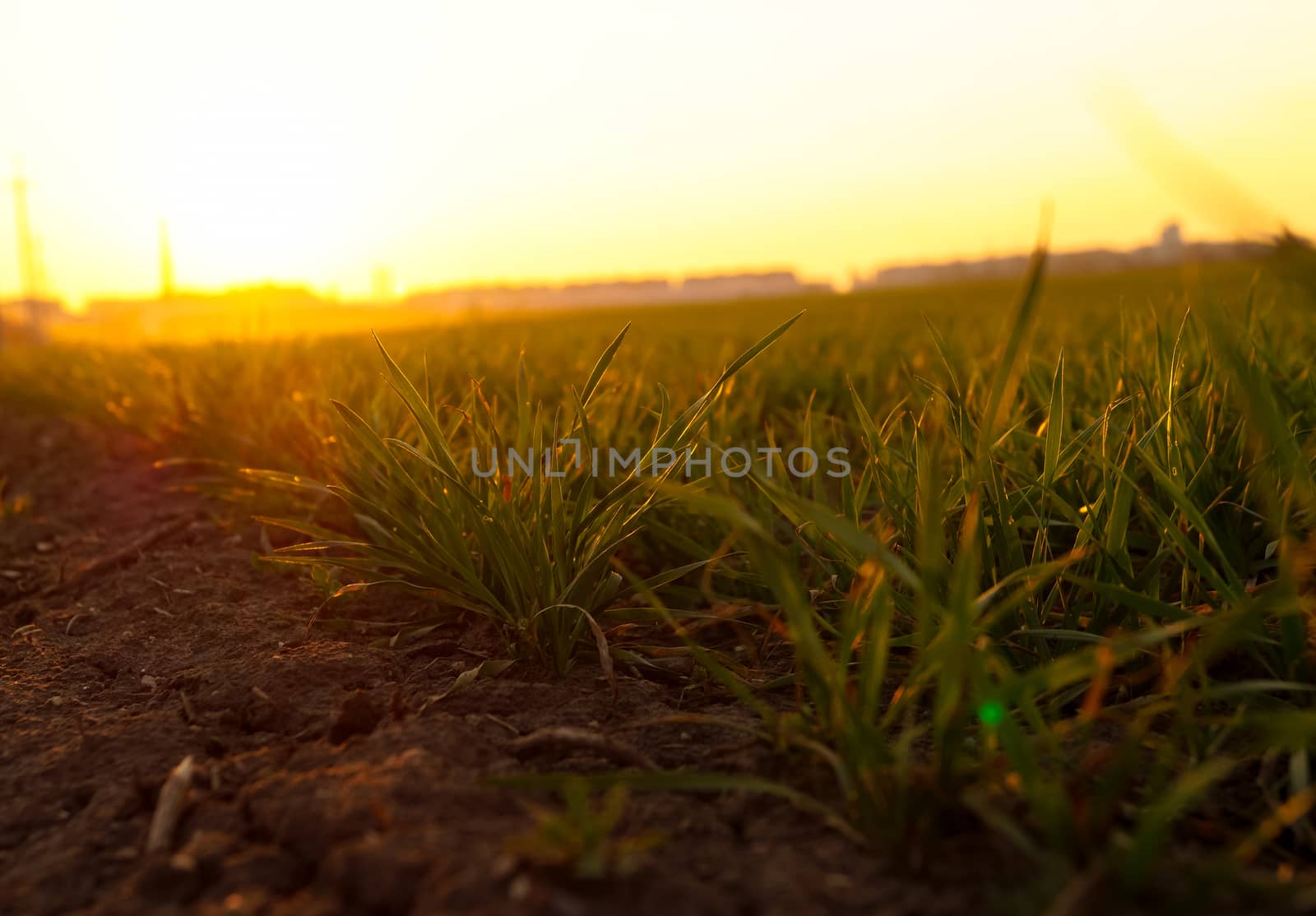 young spring grass at sunset