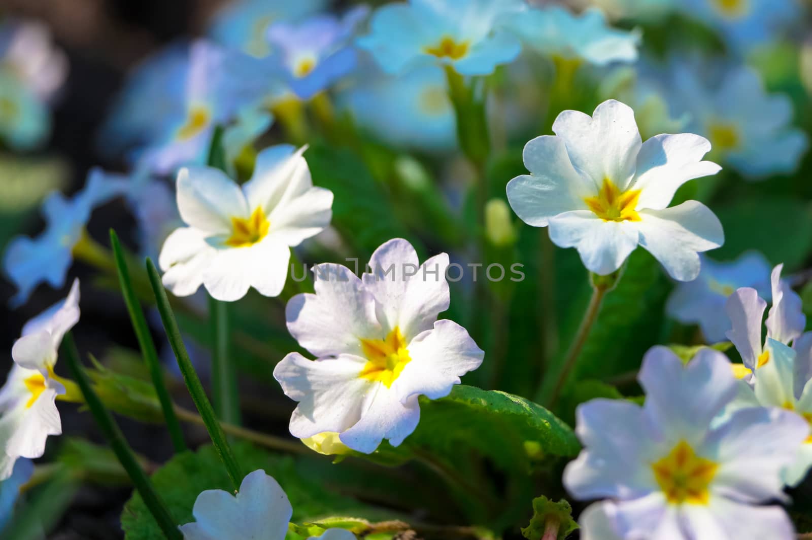 beautiful small spring flowers primrose by Oleczka11