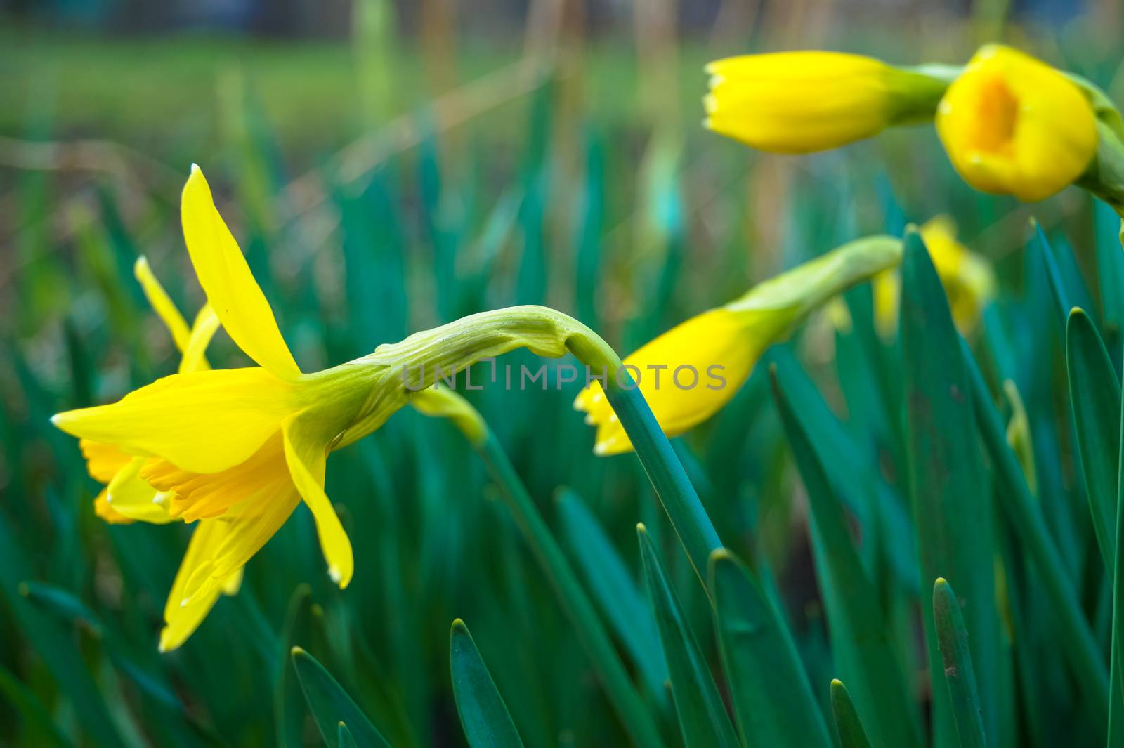 spring flower yellow daffodil Narcissus by Oleczka11