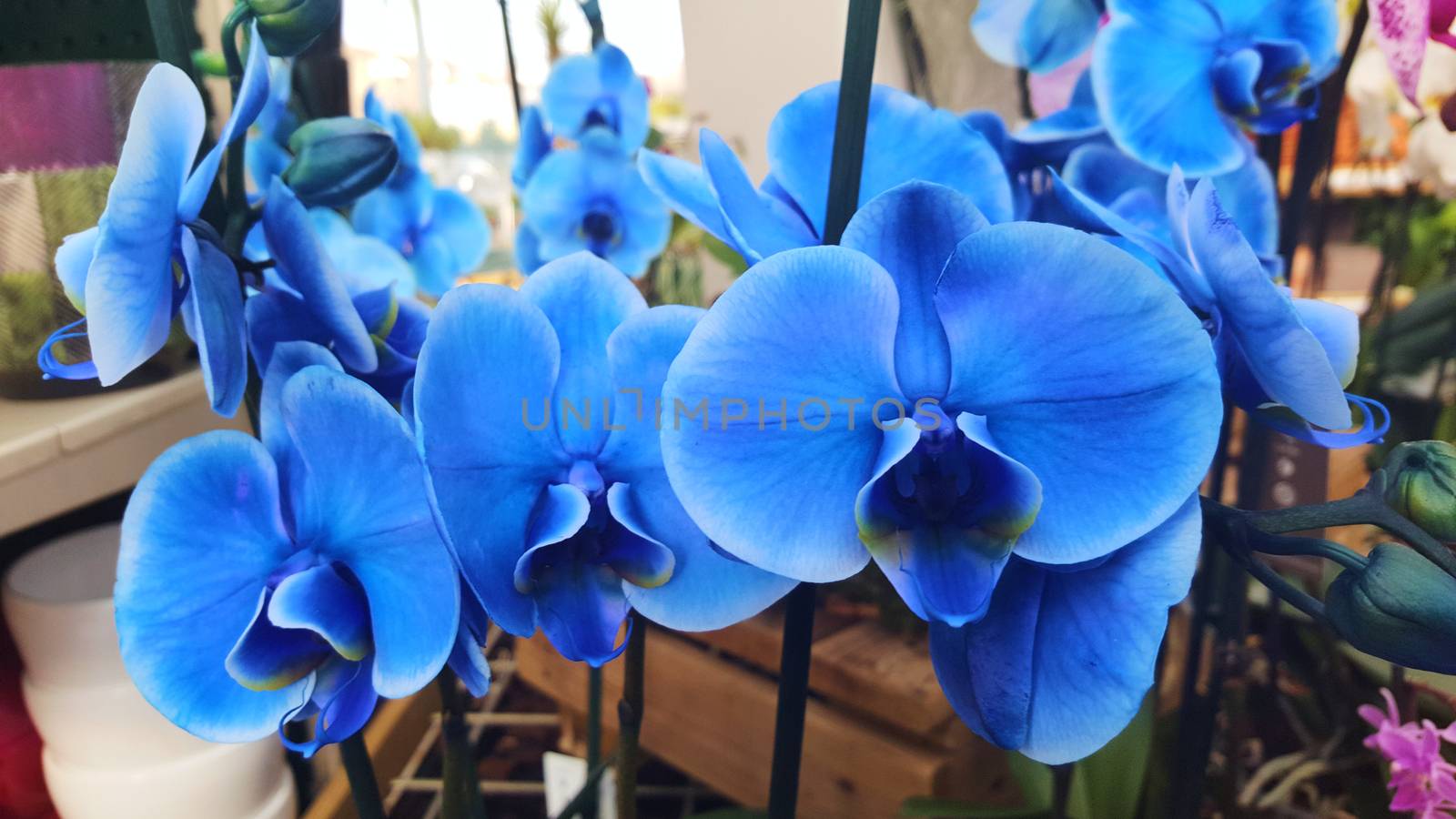 Photo Blue electric Flowers orchidee indoor ornamental by Gioconte