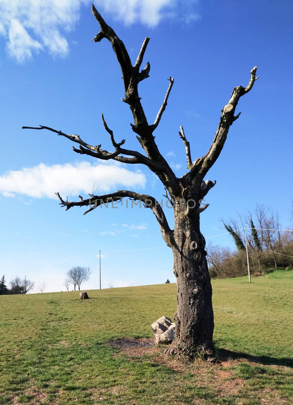 Photo hilly Landscape First floor Dead cherry tree in the summer day by Gioconte