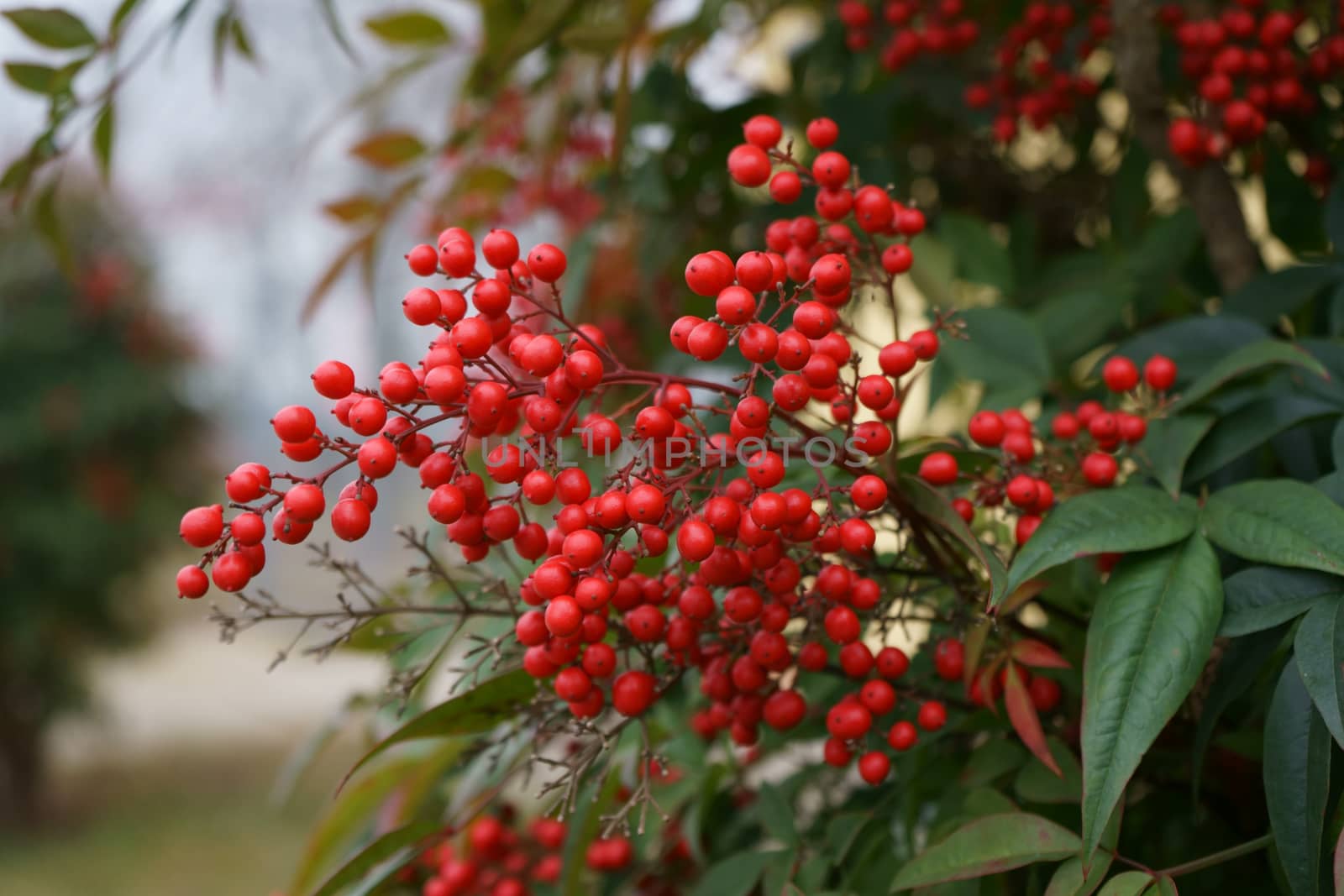 Photo first floor plant Heavenly Bamboo outdoor ornamental by Gioconte