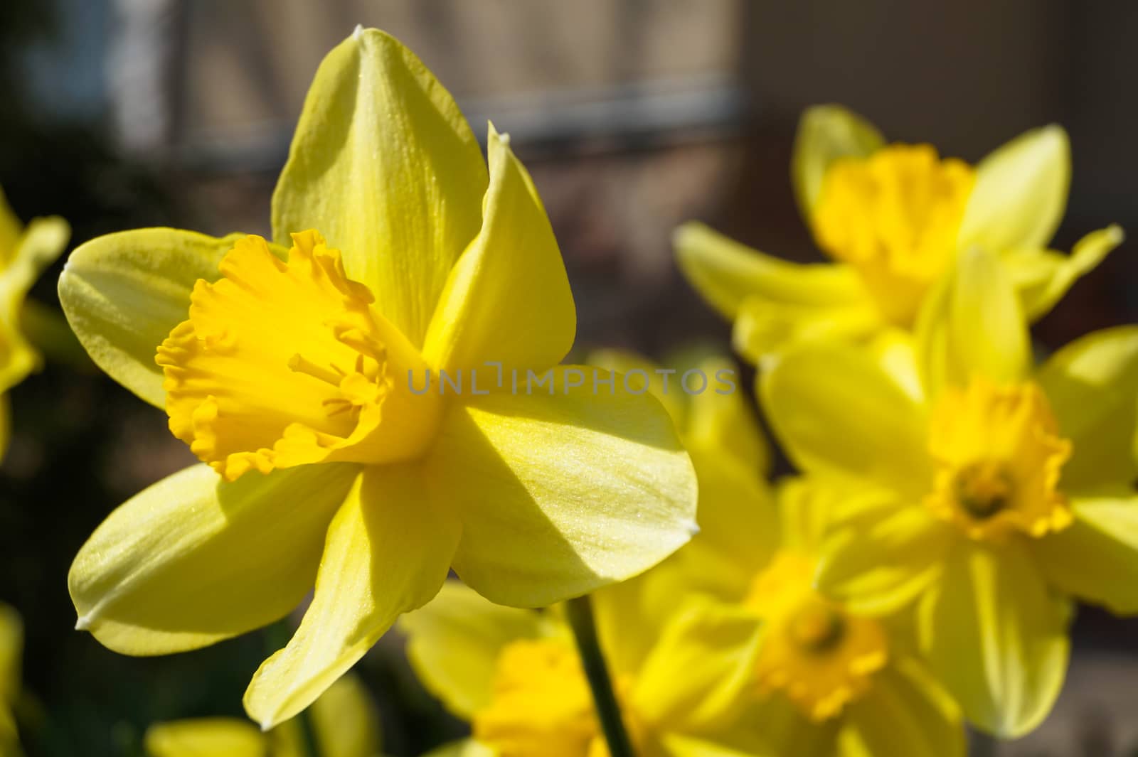 spring yellow daffodil Narcissus macro photo by Oleczka11