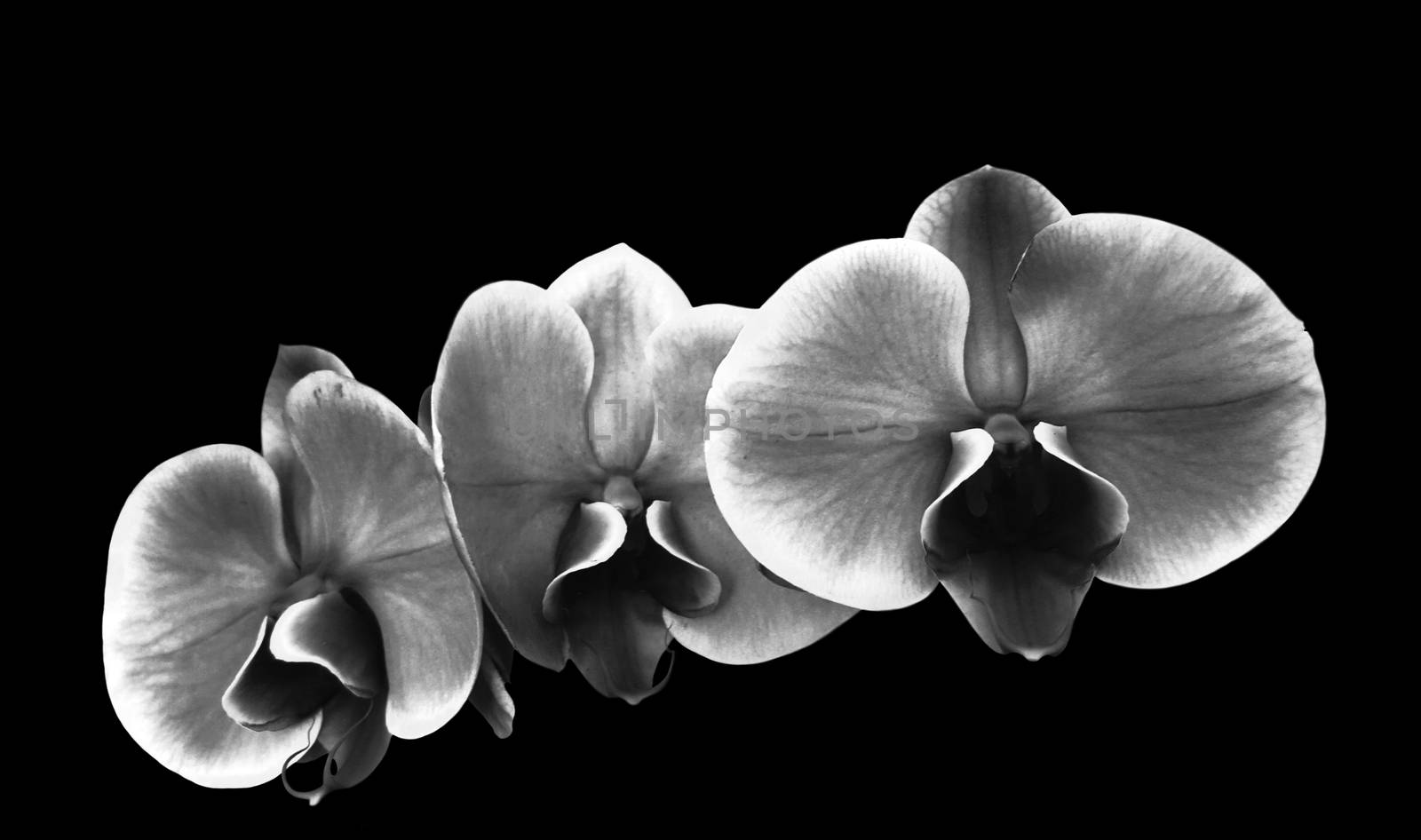 Photo illustration background first floor black. and white flower orchidee
