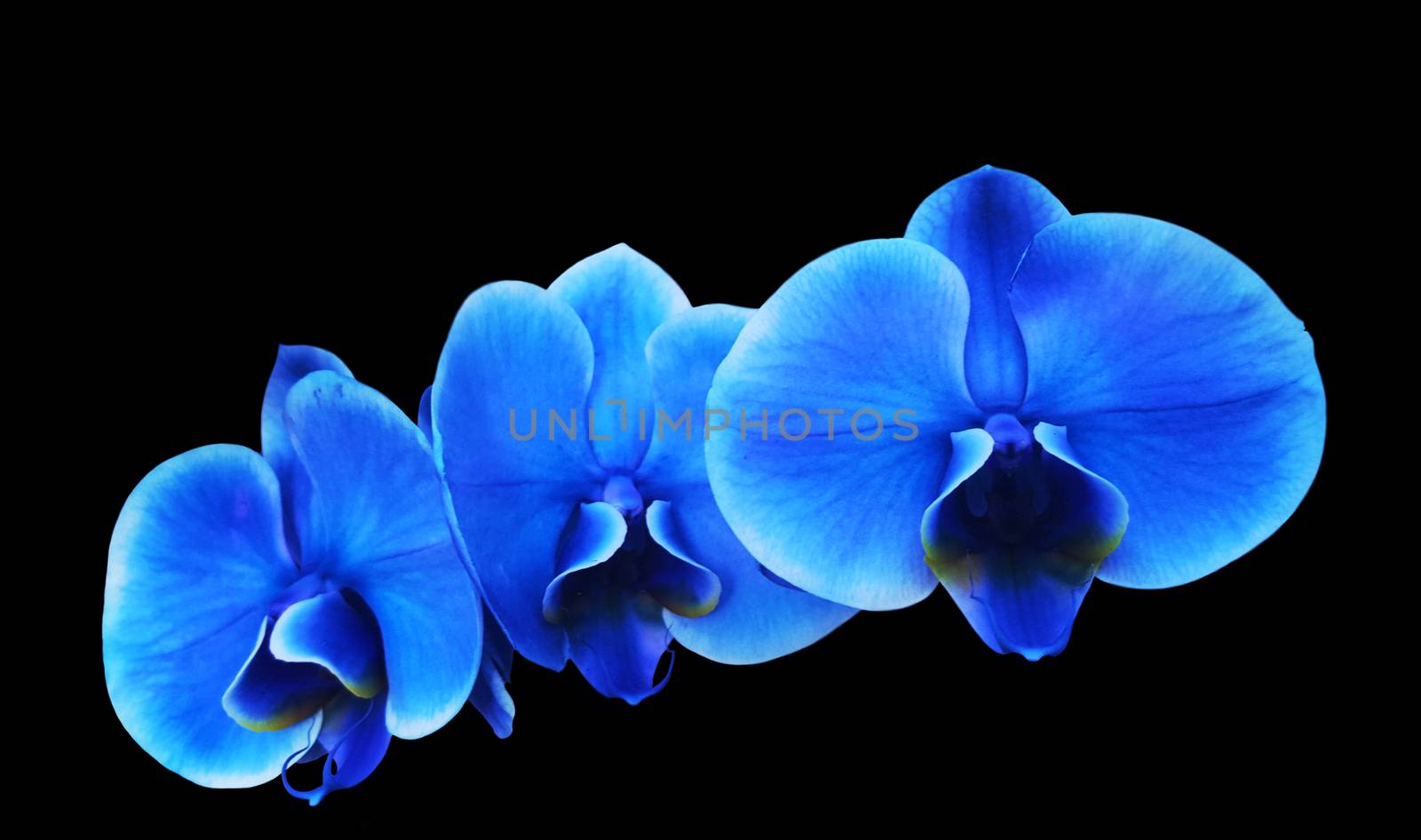 Photo illustration background first floor Blue electric flower orchidee