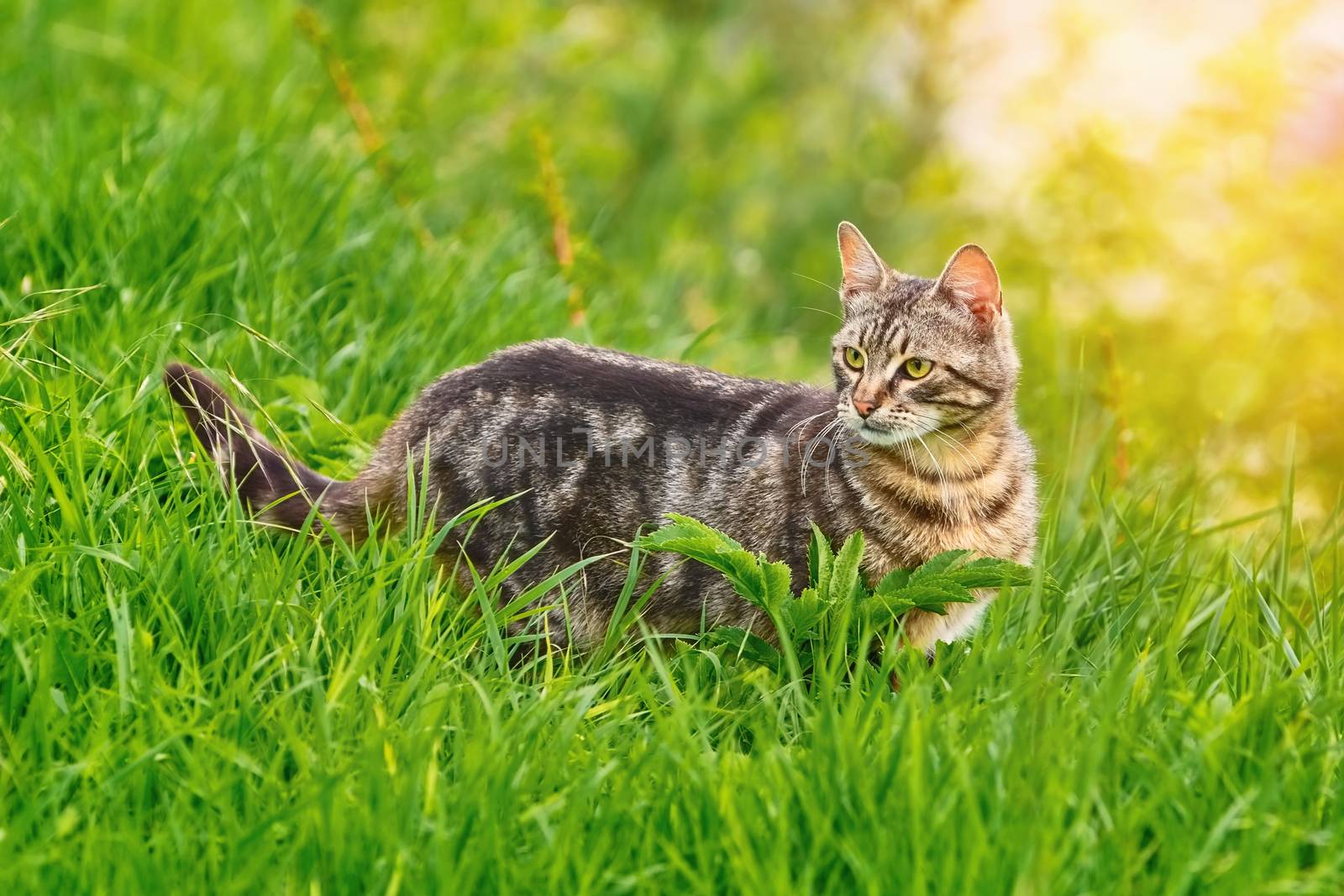 Mongrel Cat in the Green Grass