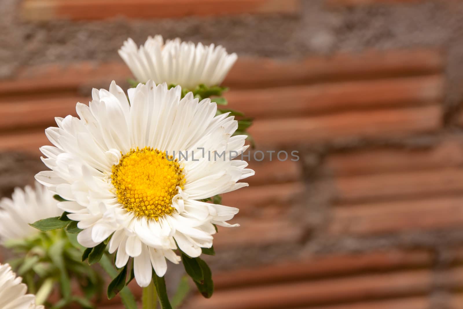 Field Of Daisies white flower in garden side home. Background brick wall.