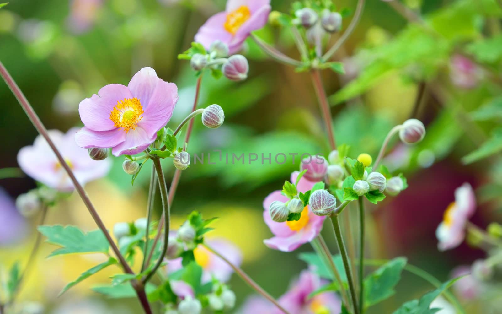 Japanese anemone flowers in garden