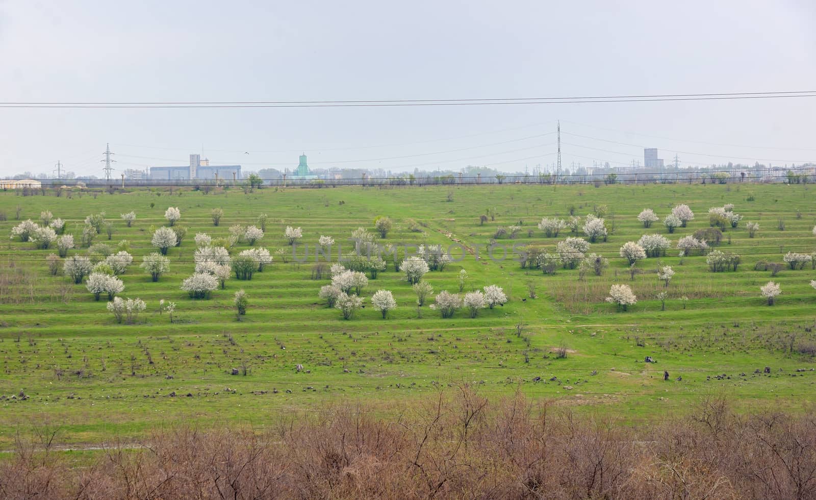 Blooming cherry trees on spring field