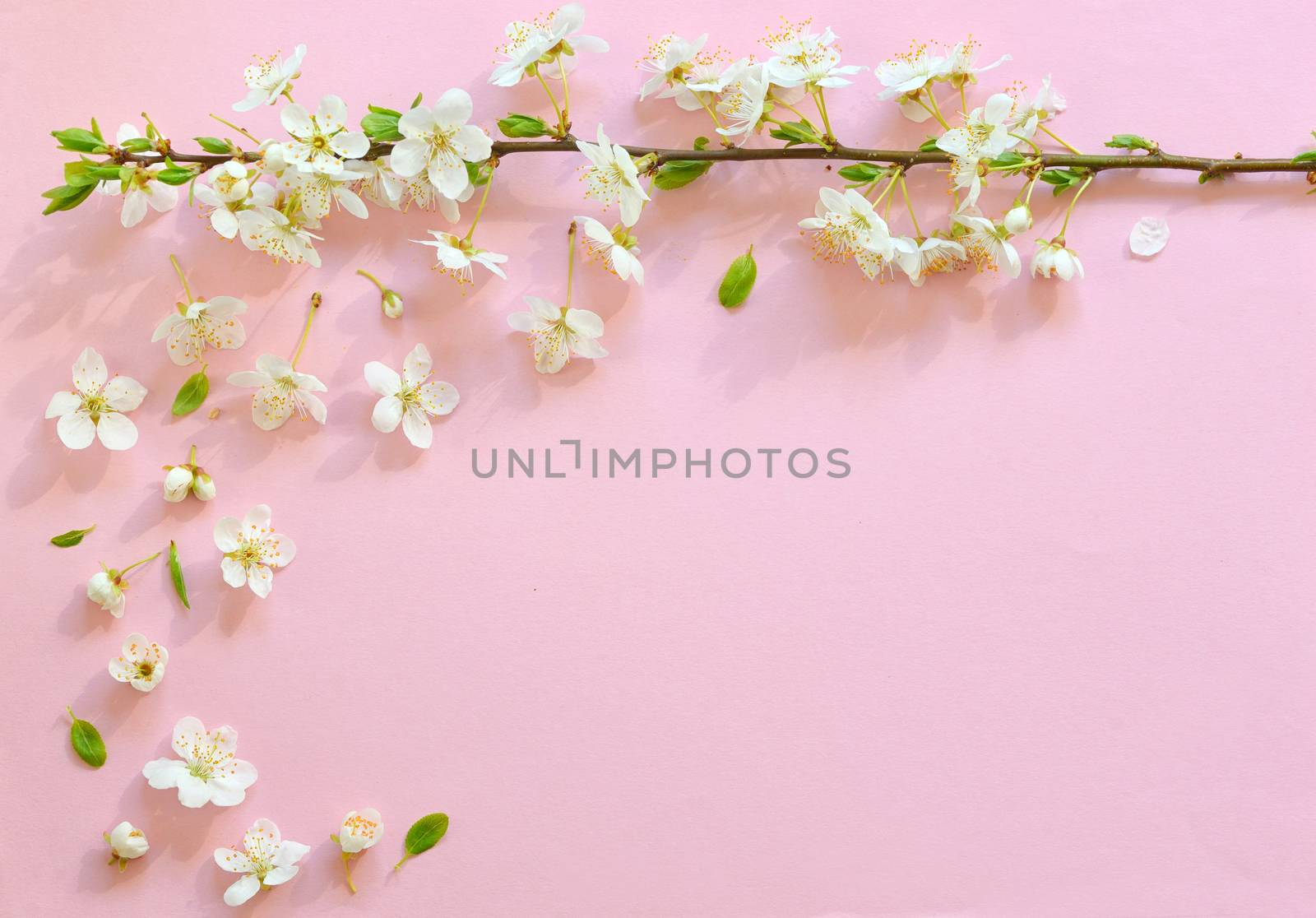 Cherry blossom on pink paper  background