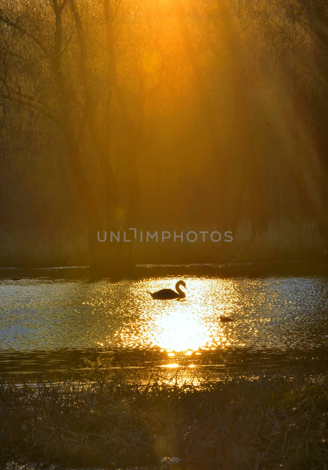 Single swan at sunrise on lake