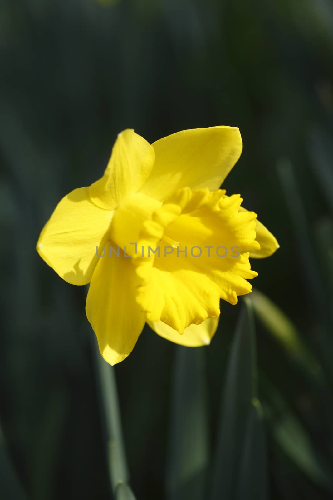 Yellow Daffodil      