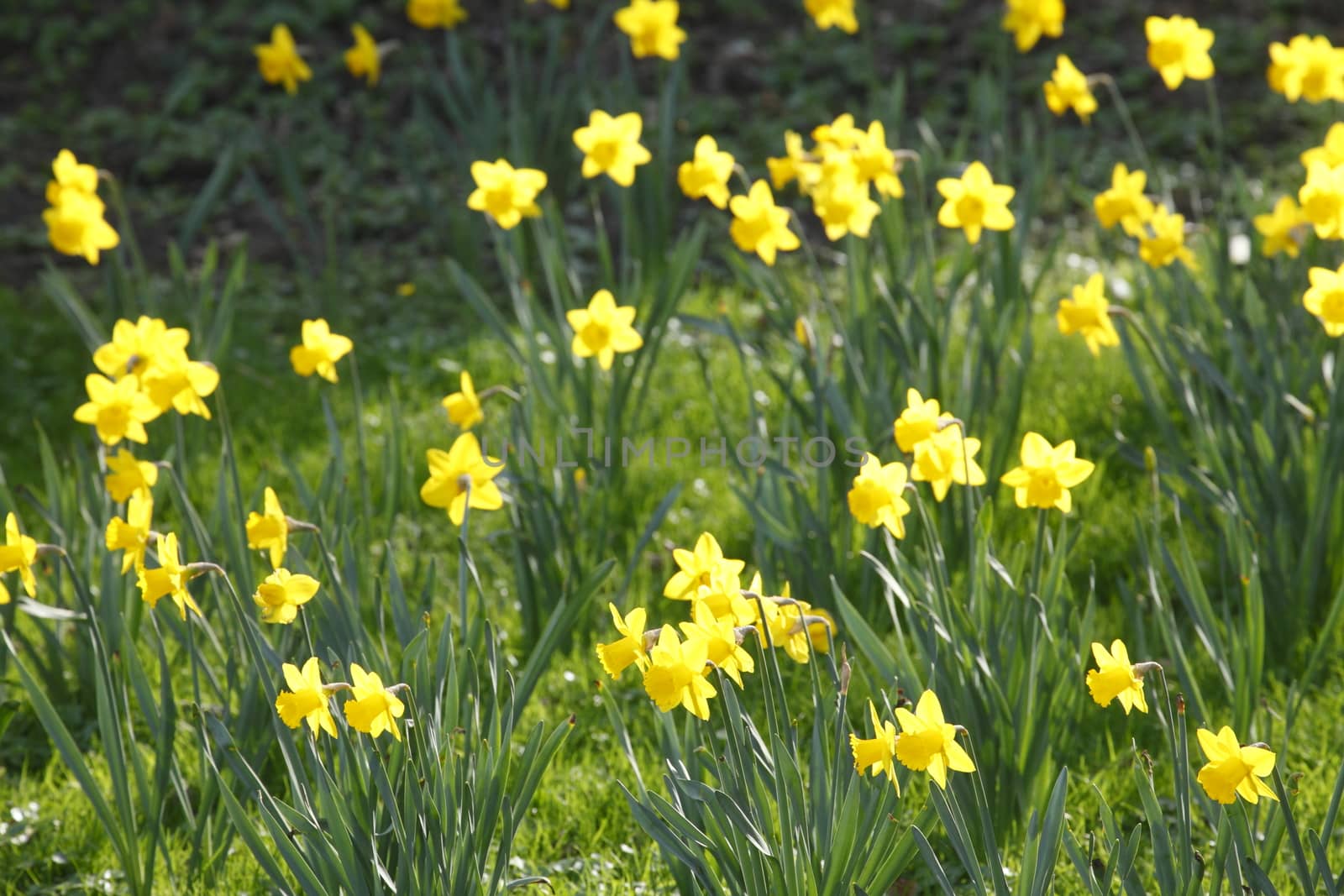 Yellow Daffodils      