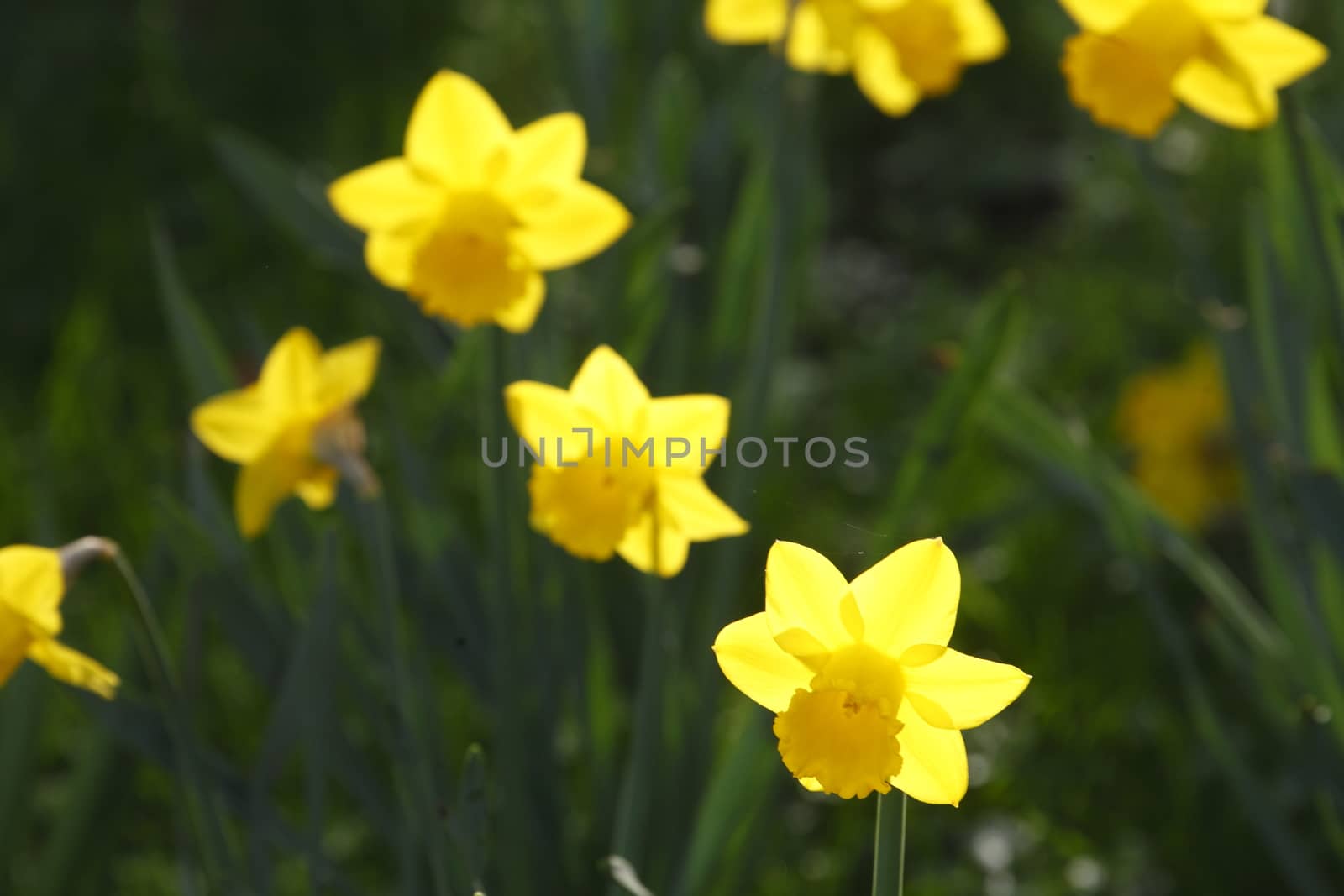 Yellow Daffodils      