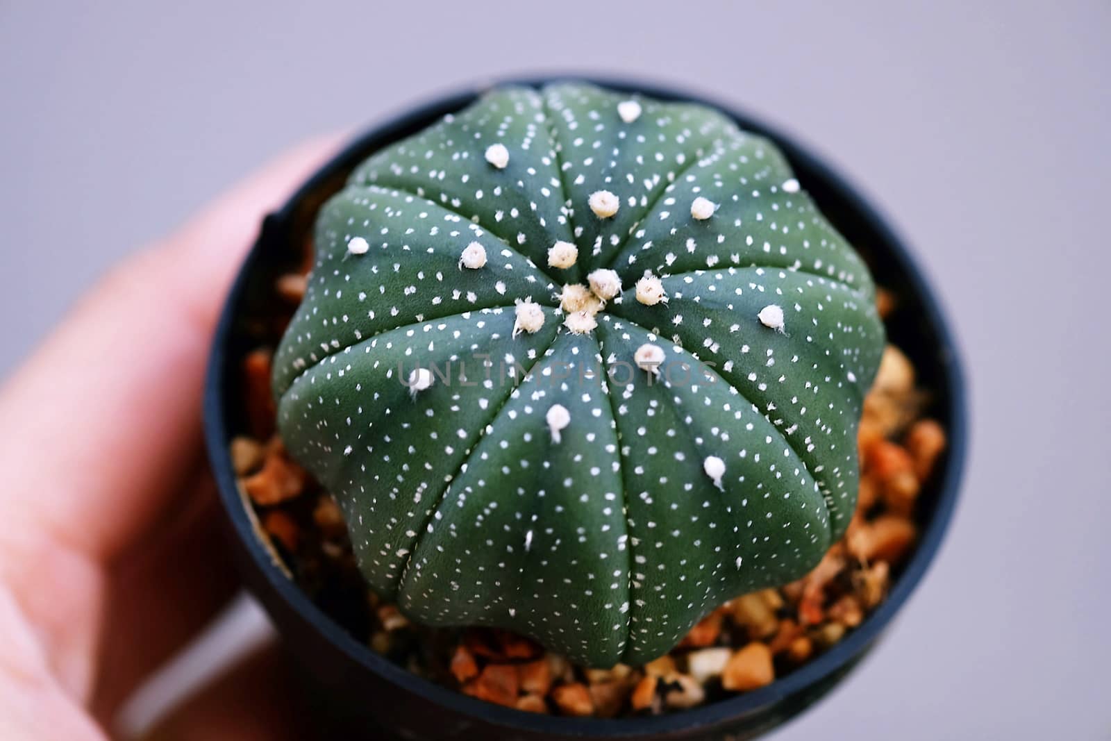 Handful of Close Up Astrophytum asterias Cactus