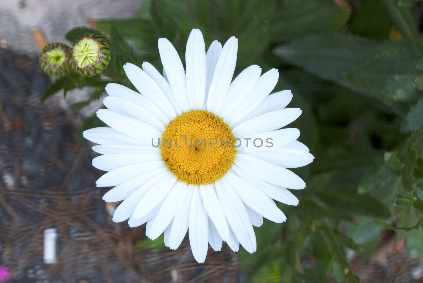 Beautiful daisy flower. Close up.