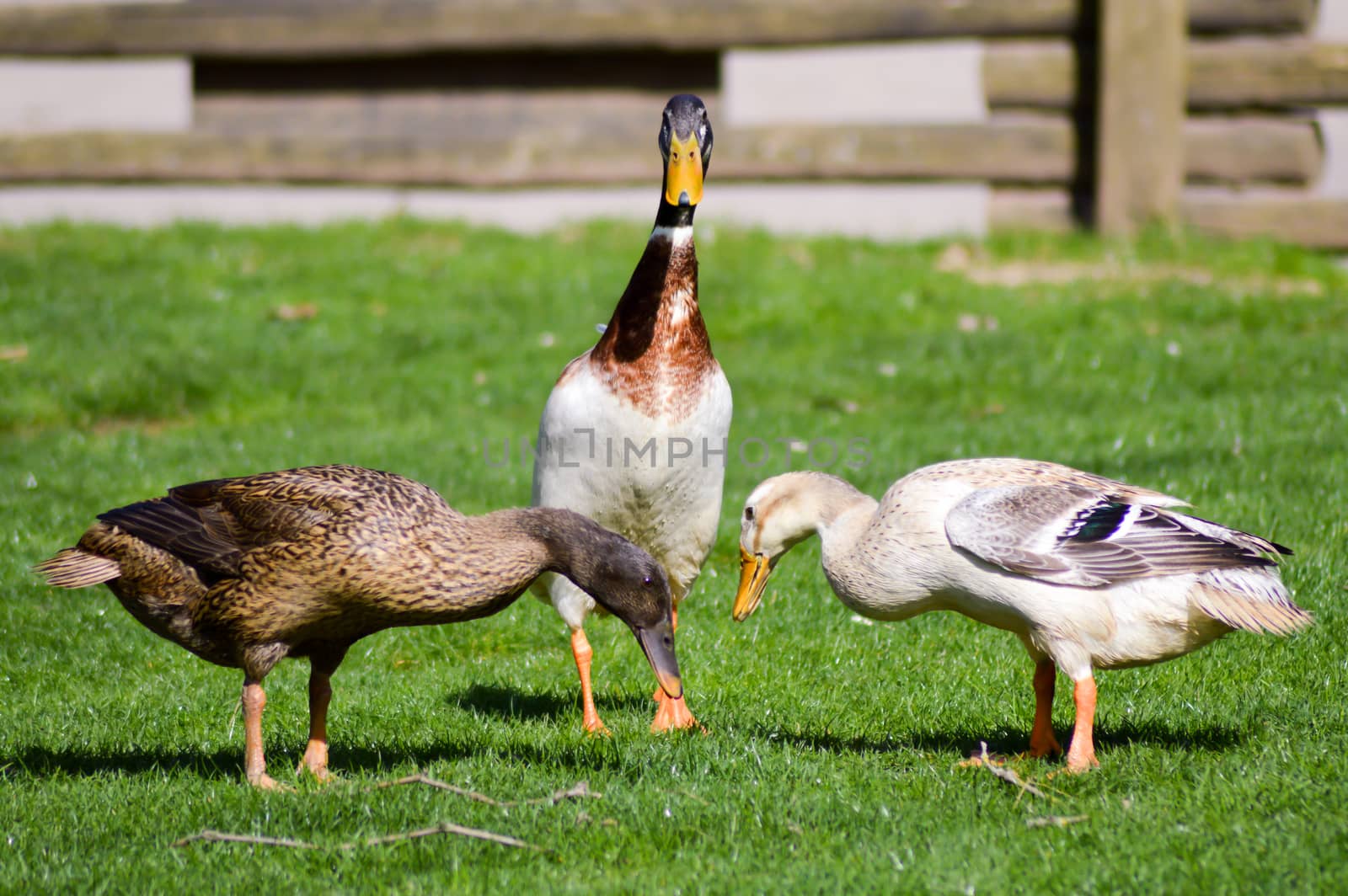 Three ducks pecking on a green meadow in a wildlife park in France