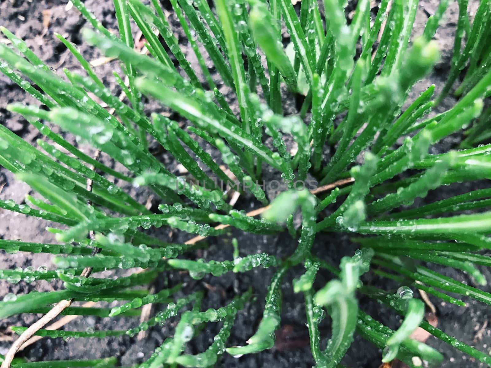 Green plants background with leaves in early spring