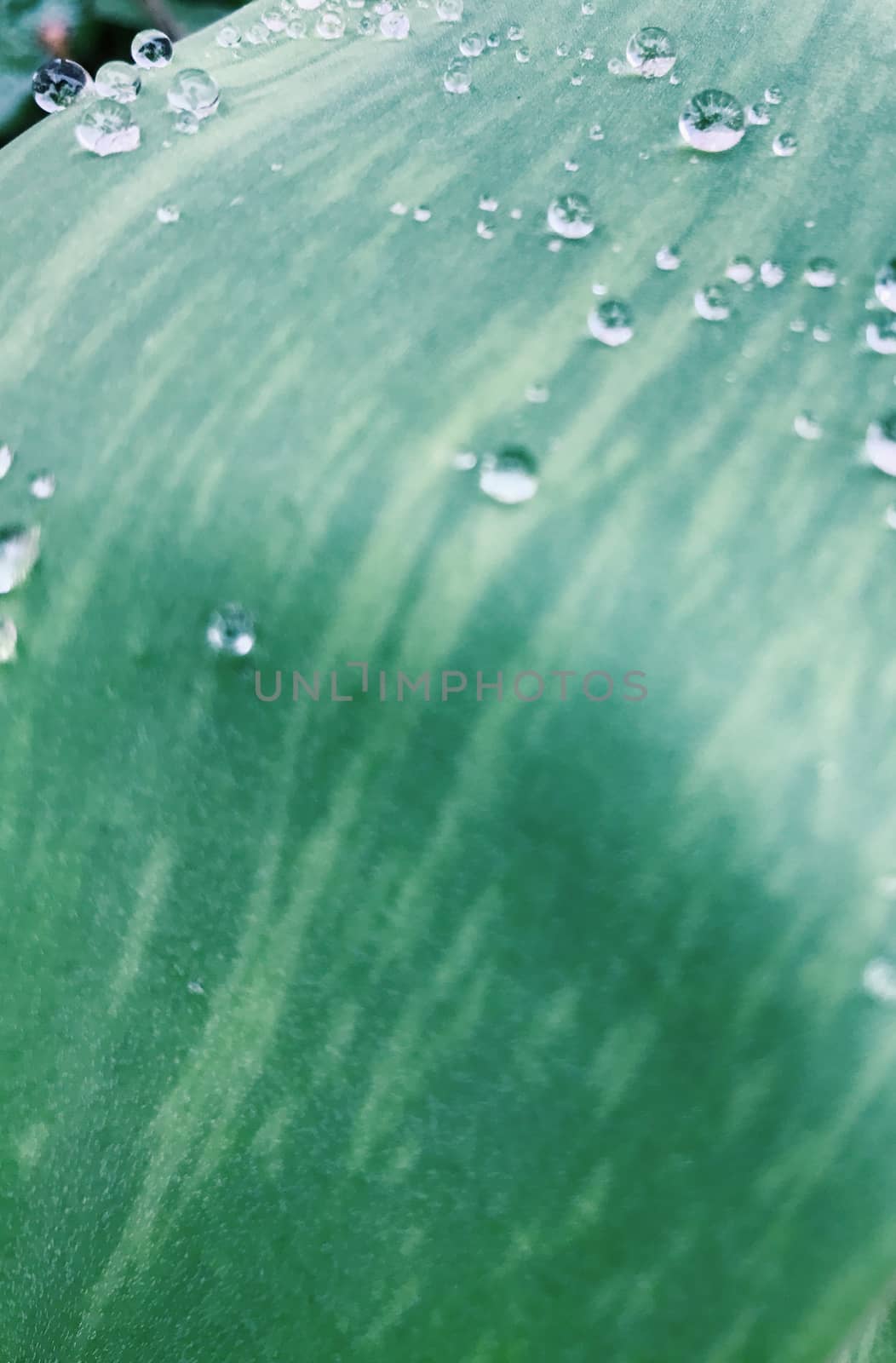 Green plants background with leaves in early spring