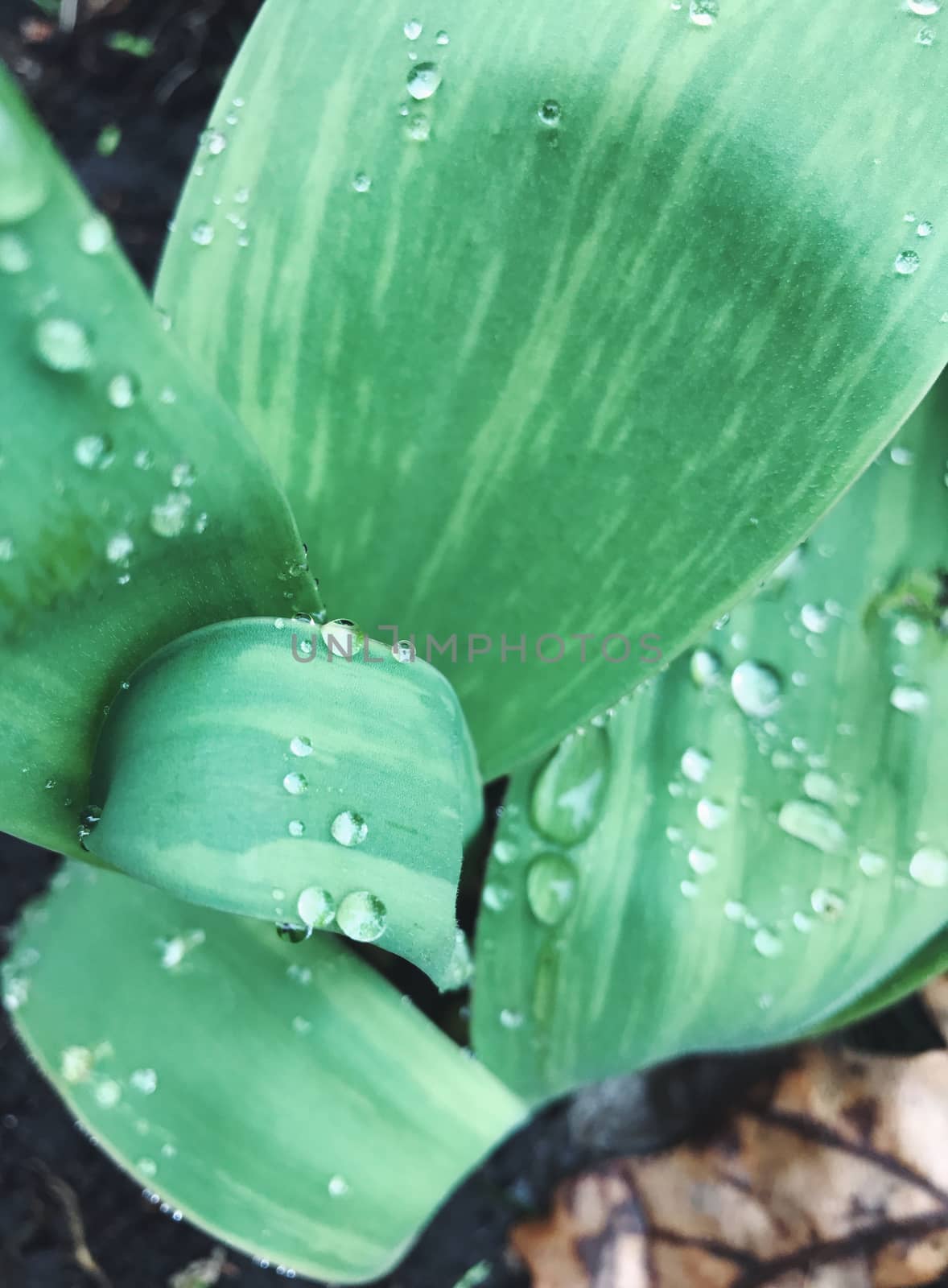 Green plants background with leaves in early spring