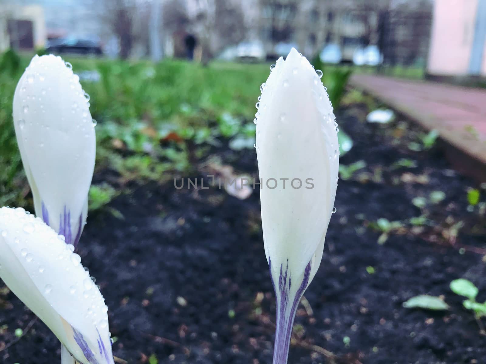 Flowers plants background with leaves in early spring