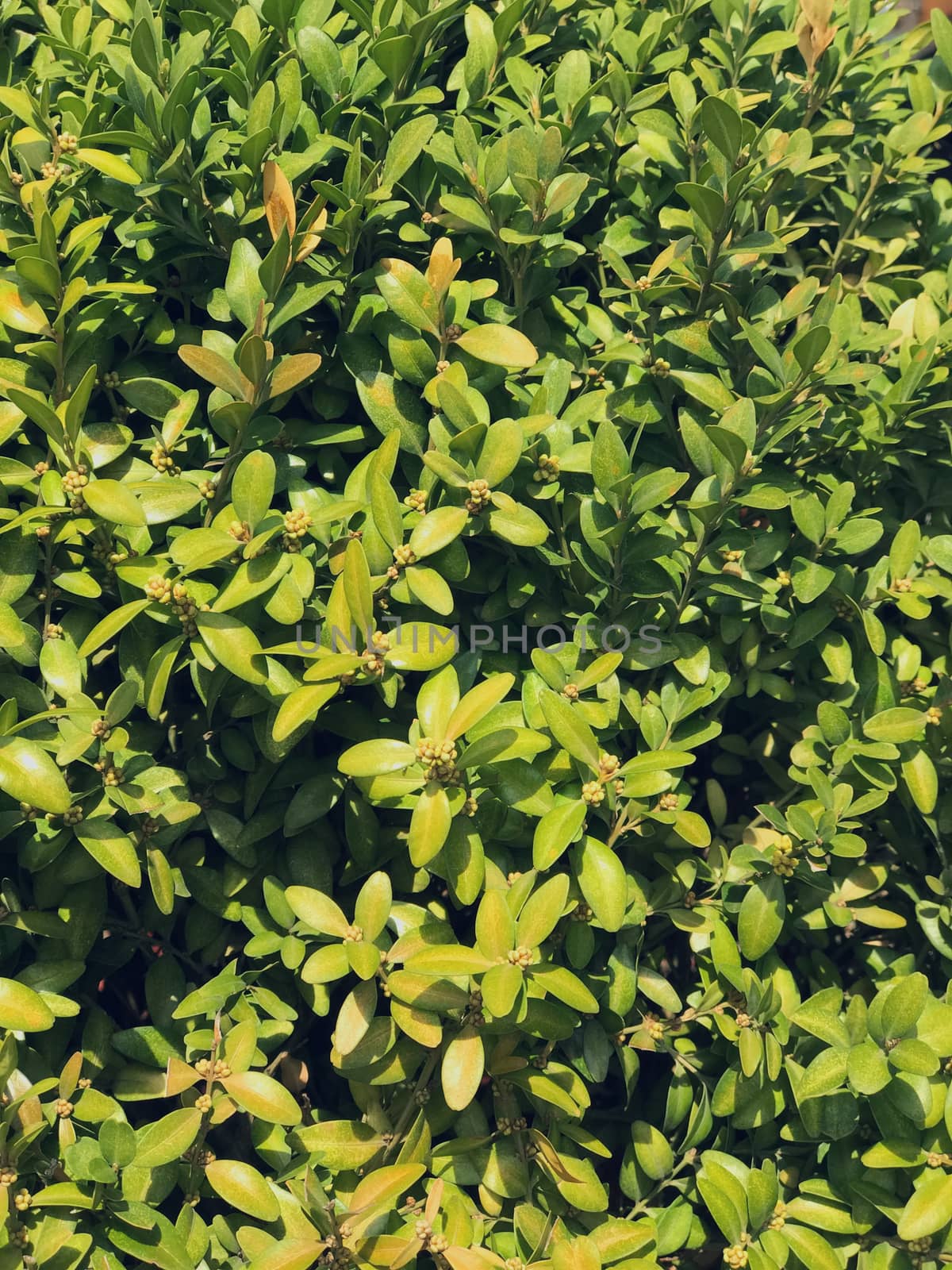 Green plants with leaves in early spring by Softulka