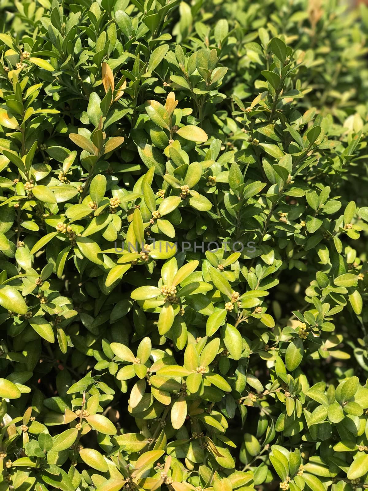 Green plants background with leaves in early spring