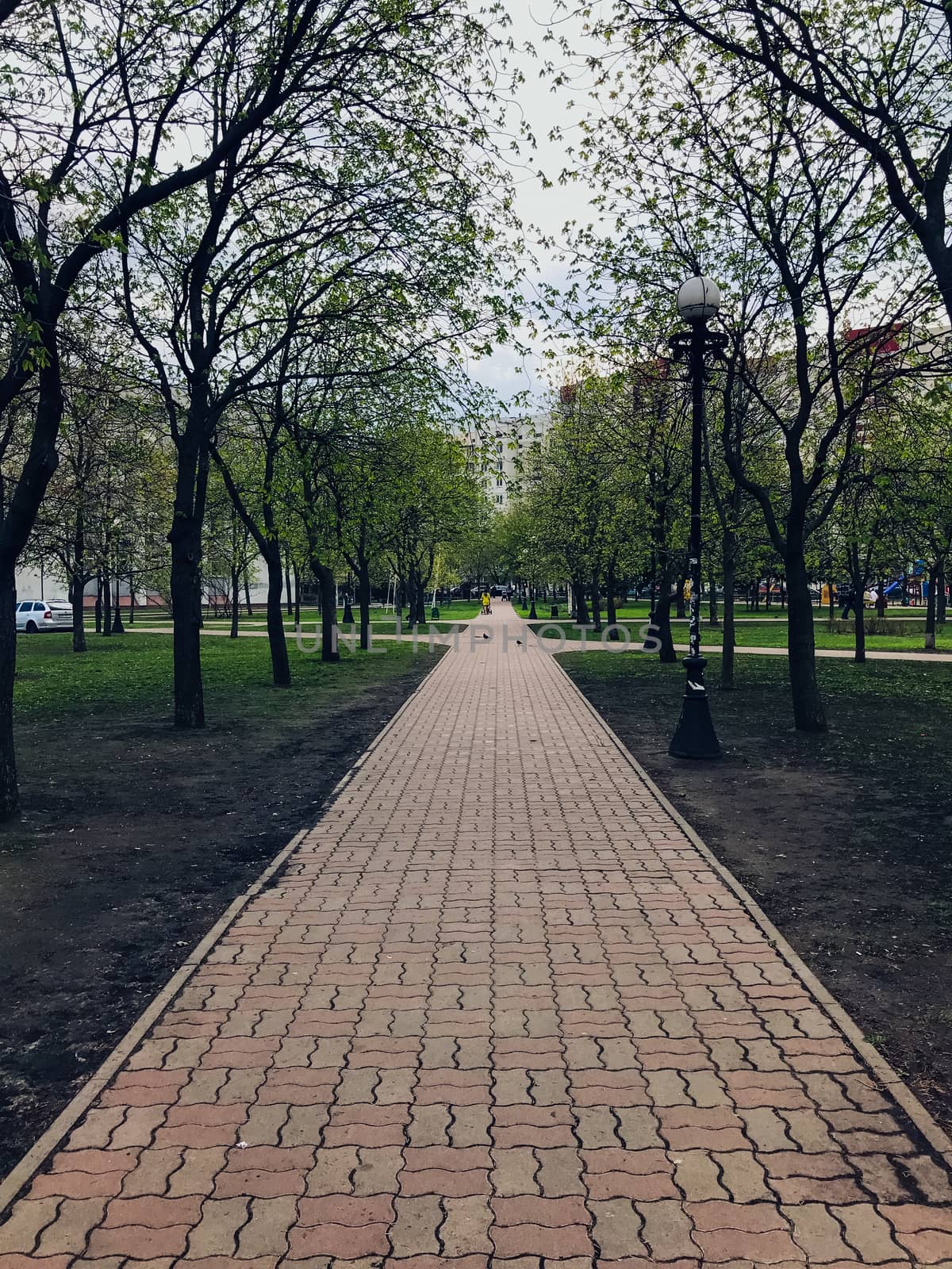 Urban road with green trees city street park background