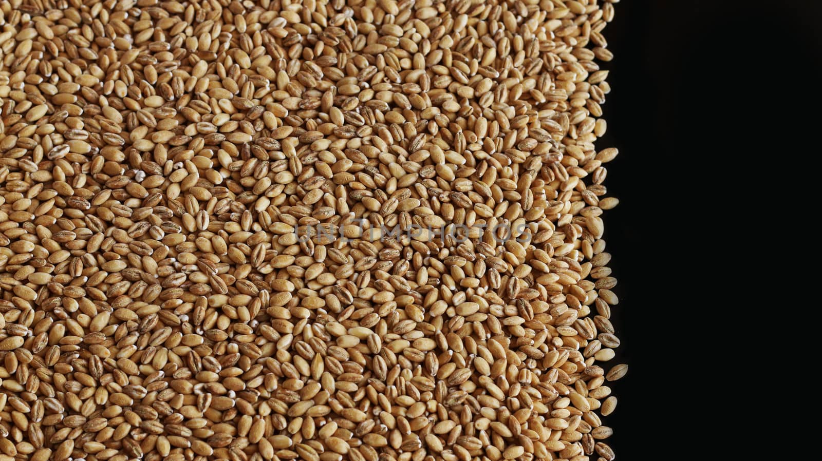 Wholegrain of pearl barley or wheat spill on left black background. Agriculture food raw seed. Closeup macro photo