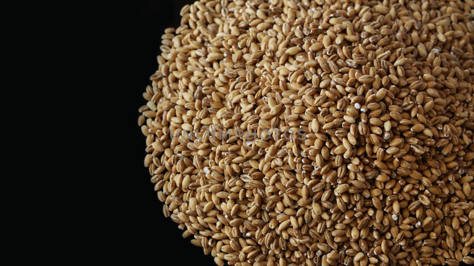 Wholegrain of pearl barley or wheat spill on right black background. Agriculture food raw seed. Closeup macro photo