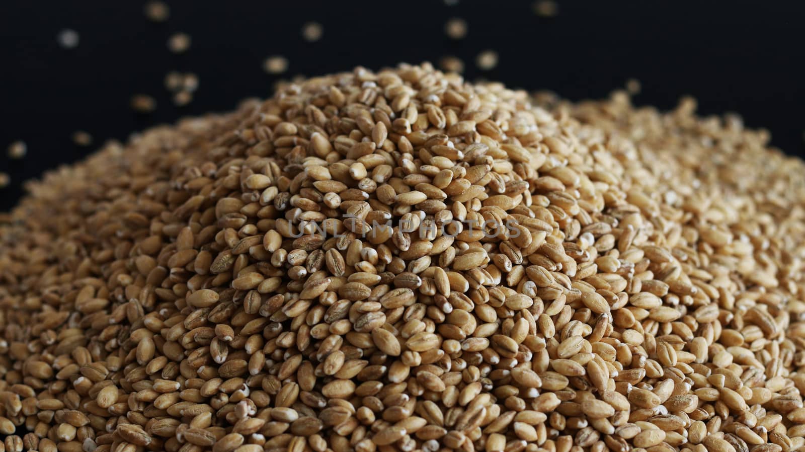 Pile of wholegrain of pearl barley or wheat spill on black background. Agriculture food raw seed. Closeup macro photo