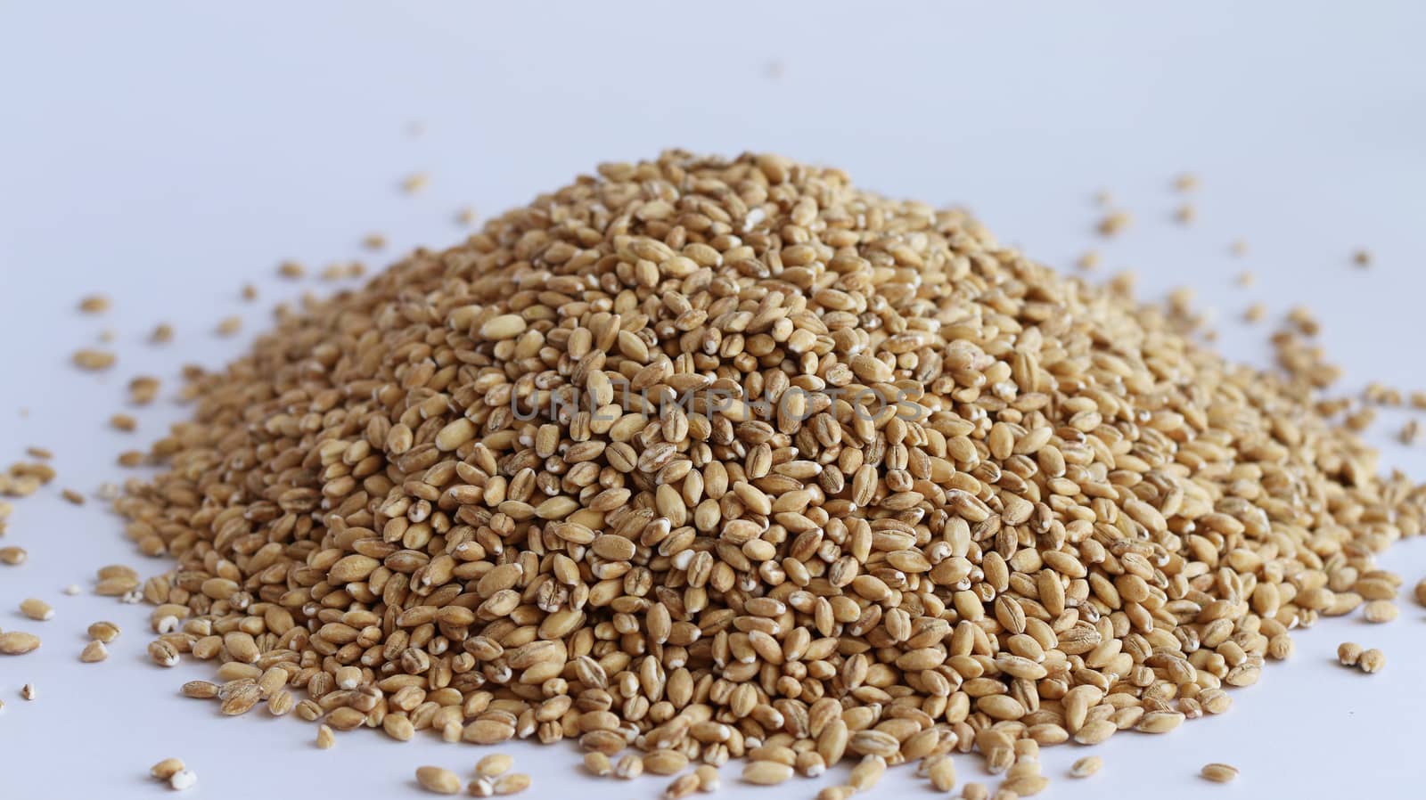 Pile of wholegrain of pearl barley or wheat spill on white background. Agriculture food raw seed. Closeup macro photo