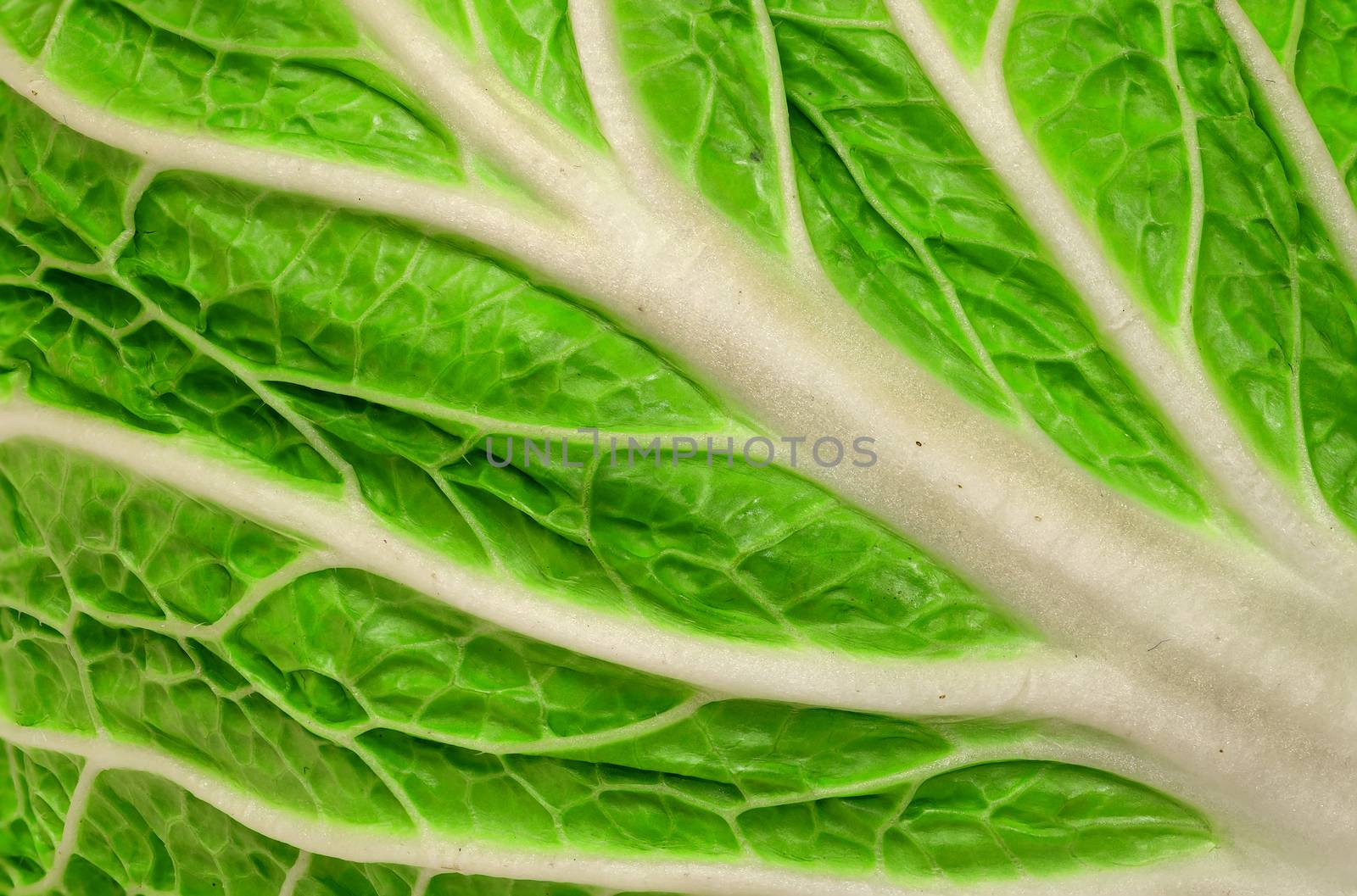 Background closeup of juicy leaf Chinese cabbage by Cipariss