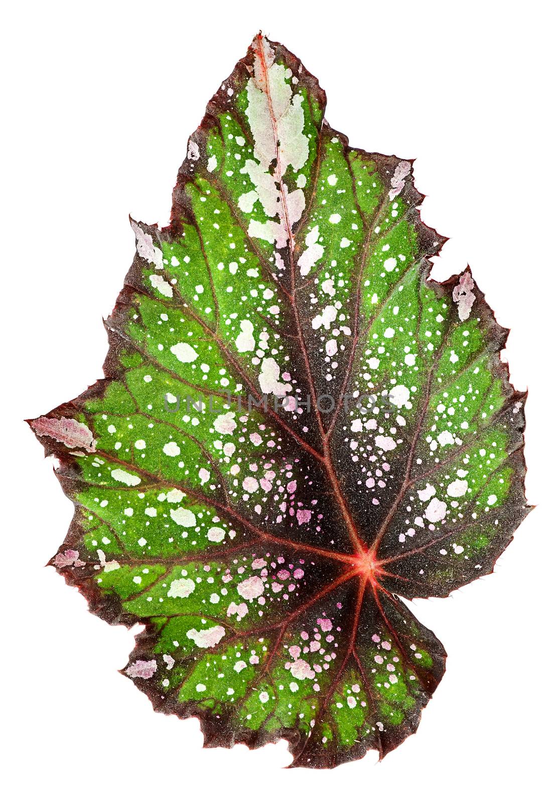 Begonia leaf vertically isolated on white background