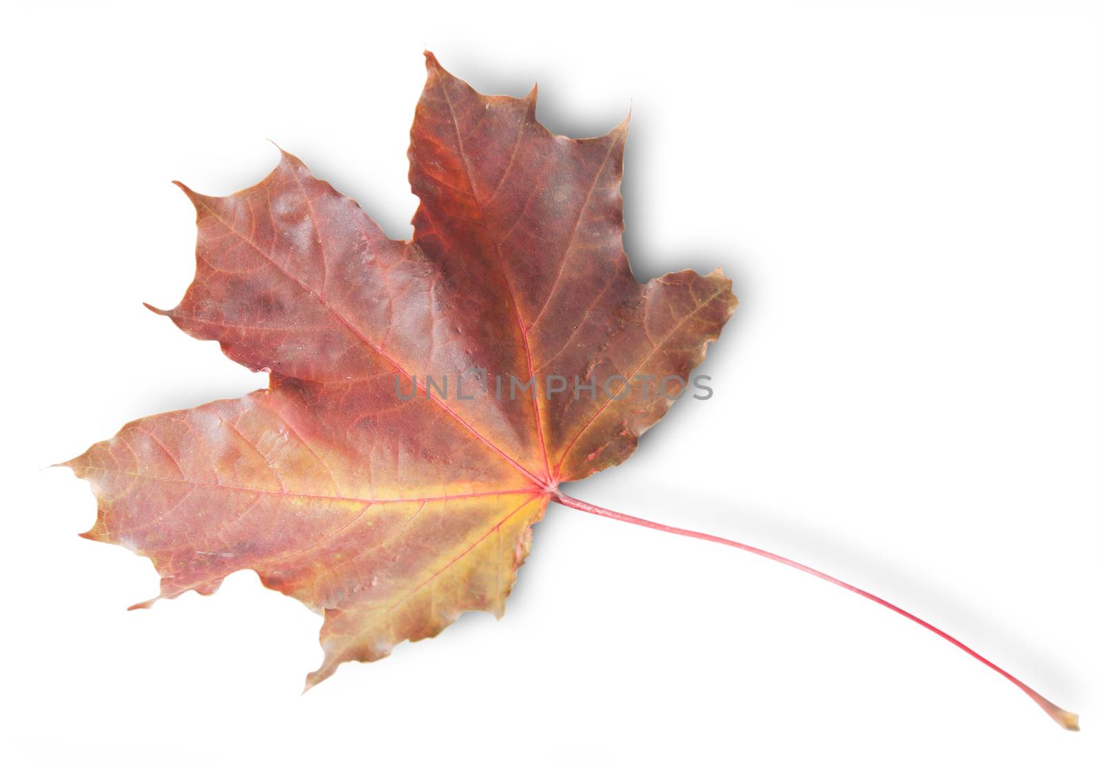 Bordeaux Autumn Maple Leaf Isolated On White Background
