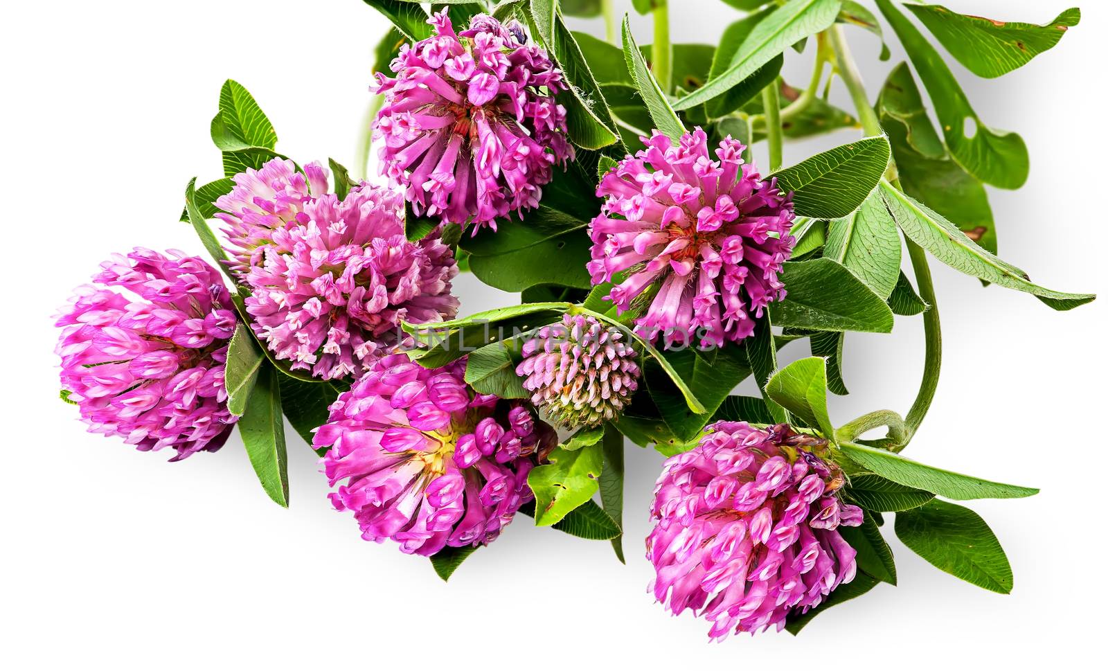 Bouquet of clover flowers with green leaves isolated on white background