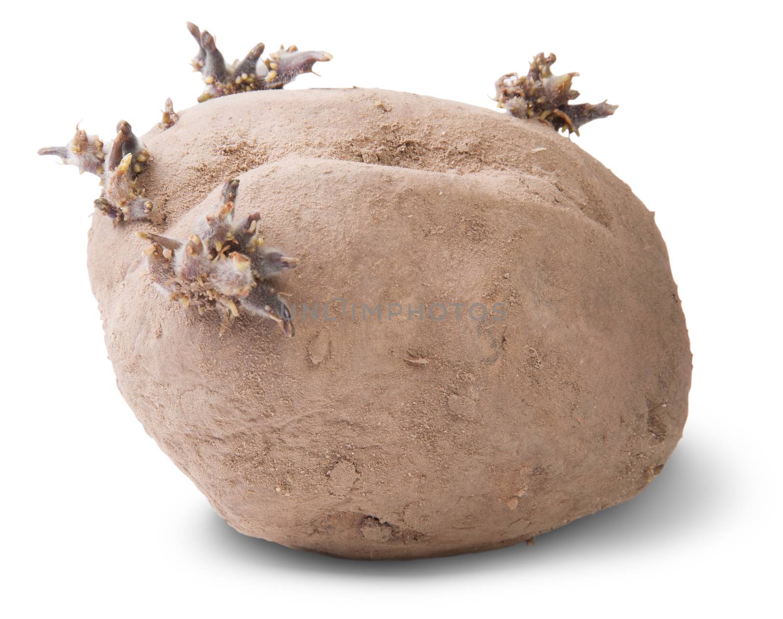 Dirty Sprouting Potatoes Rotated Isolated On White Background