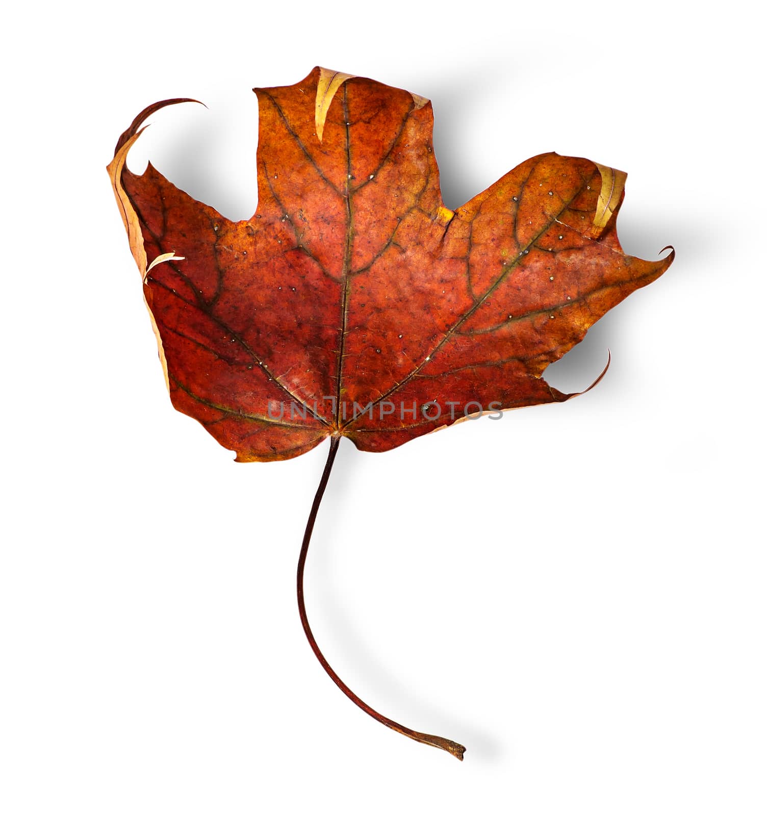 Dry maple leaf with curled edges vertically by Cipariss