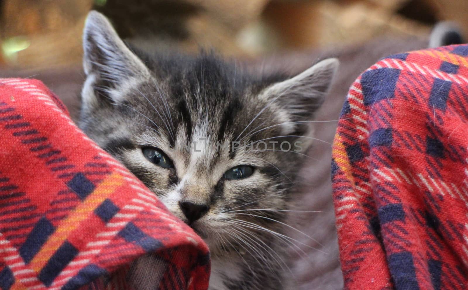 small fluffy kitten close to  