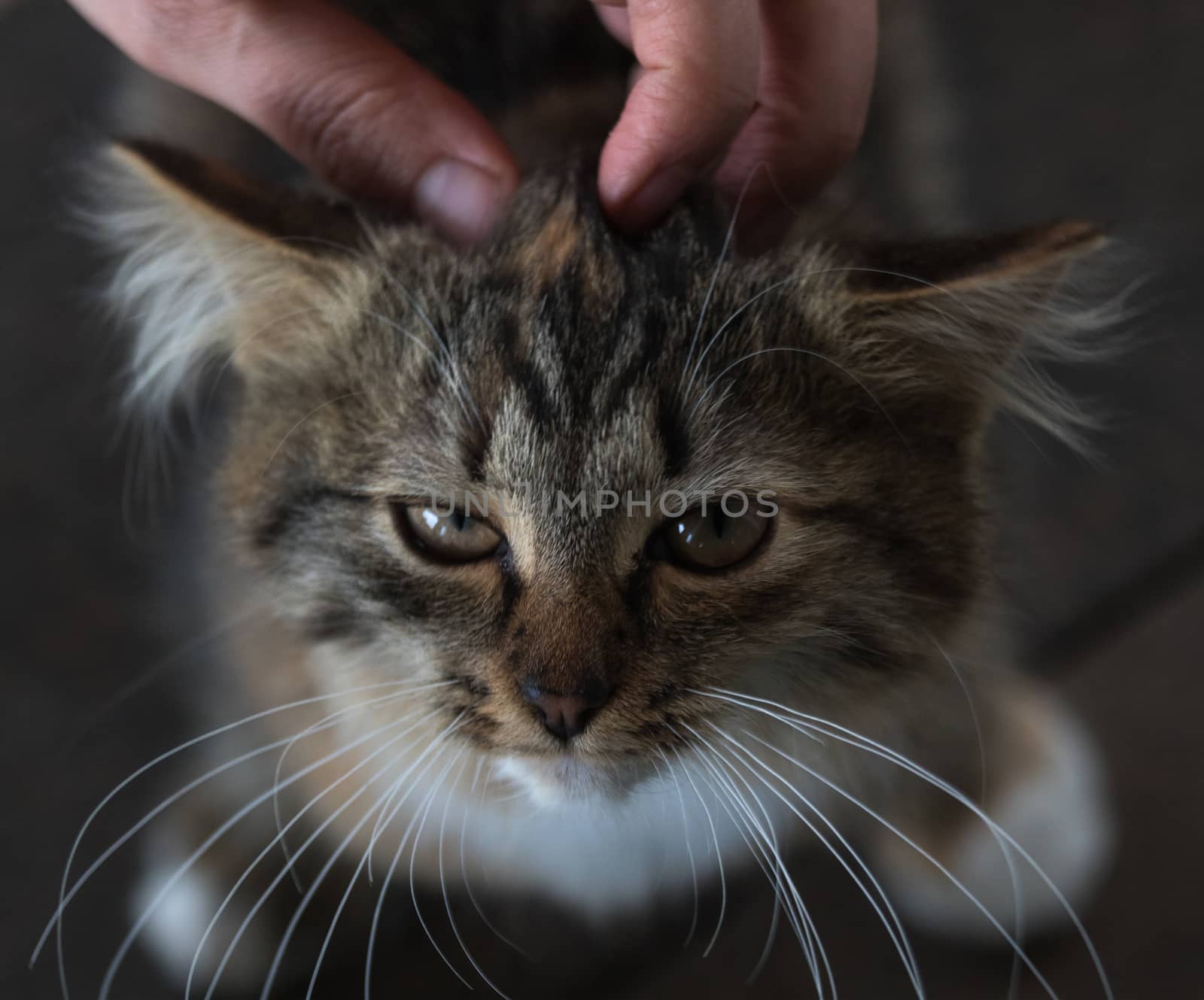 Brown kitten looking up sitting on the wooden floor