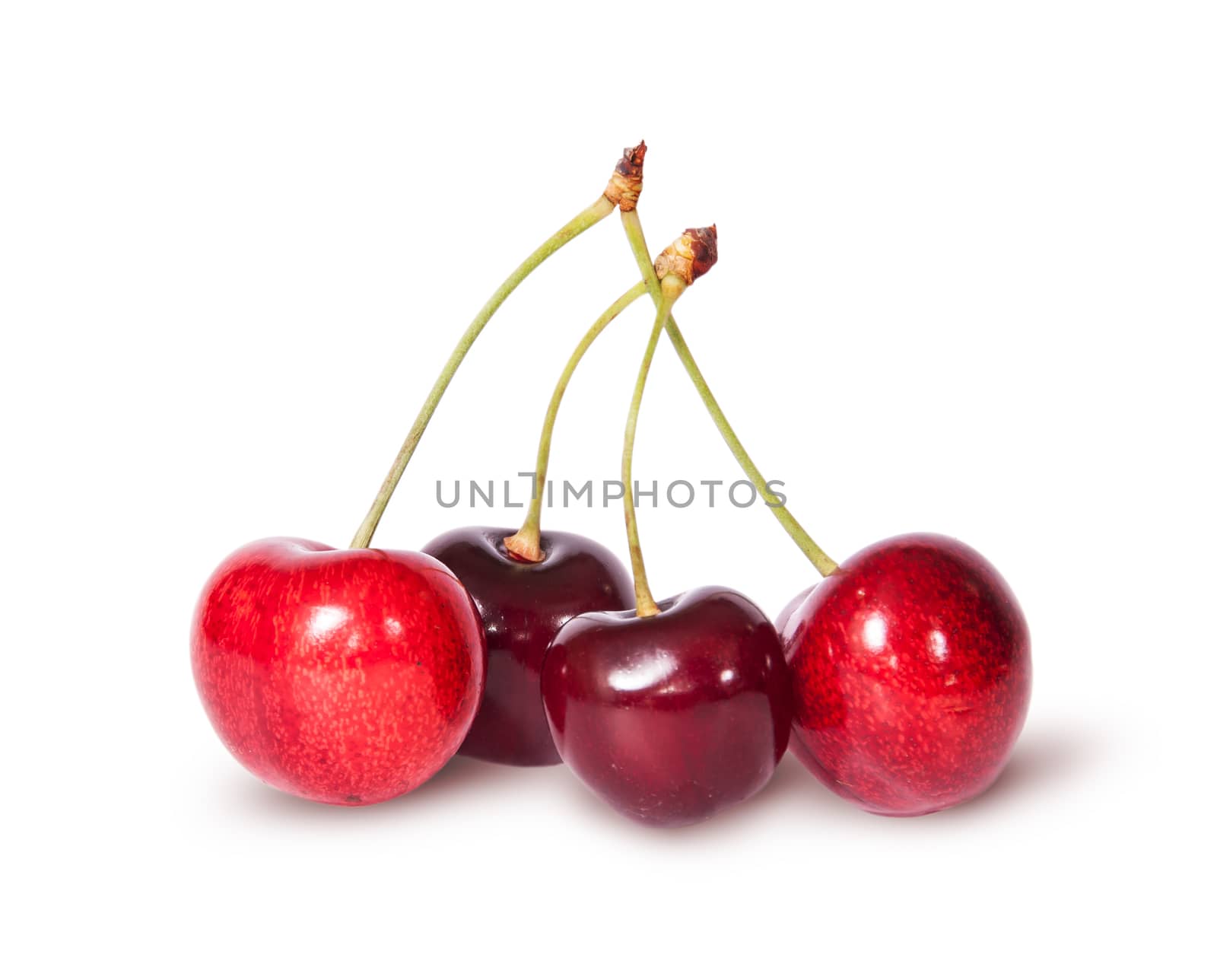 Four red juicy sweet cherries isolated on white background