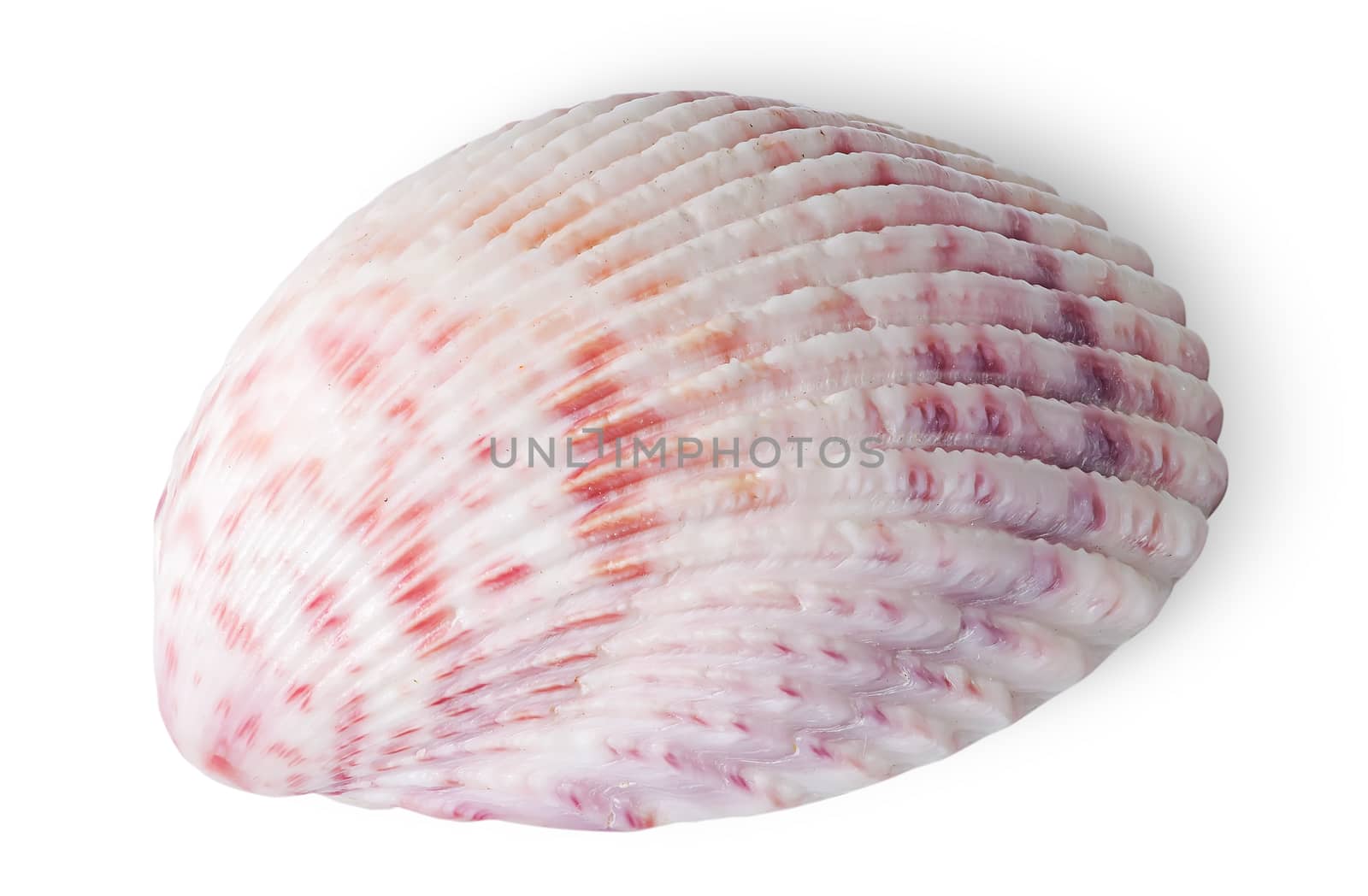 Half of seashell isolated on white background