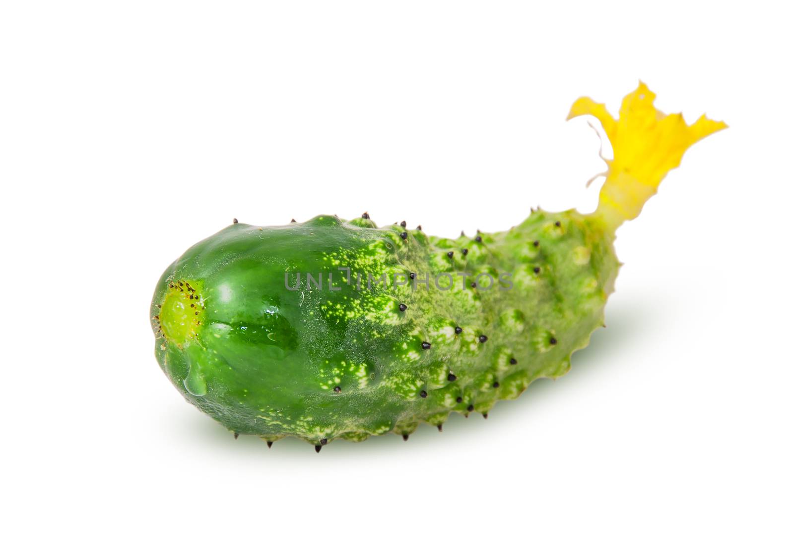 Juicy green cucumber rotated isolated on white background