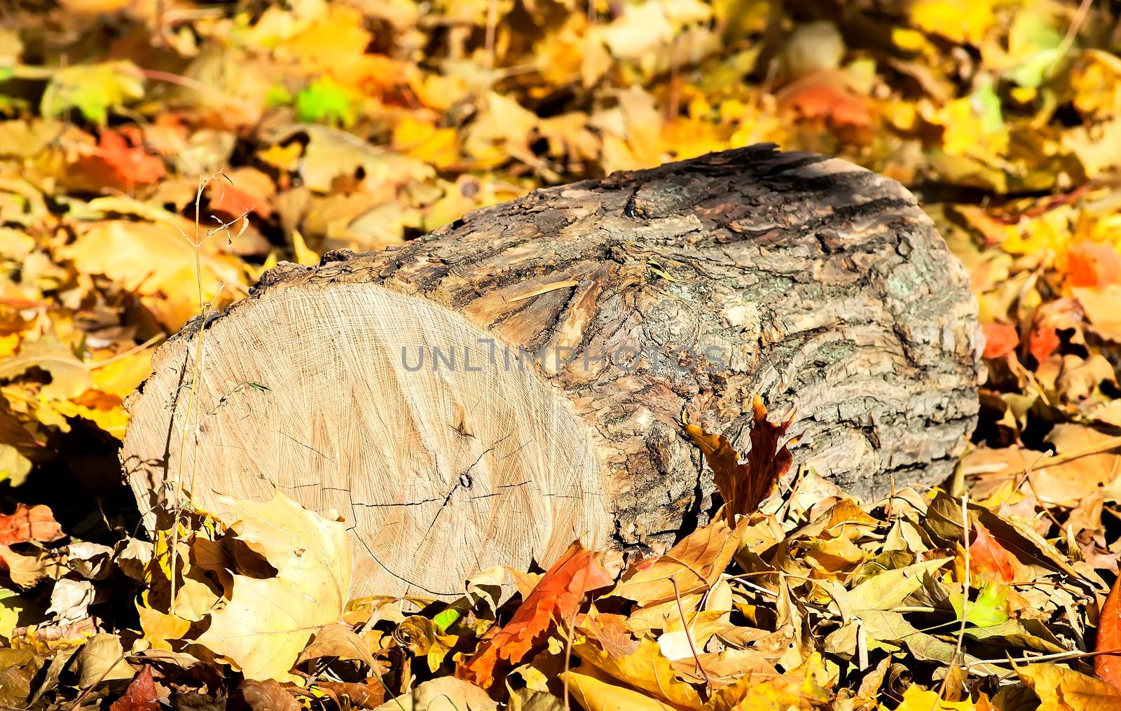 Oak logs on fallen colorful autumn leaves by Cipariss