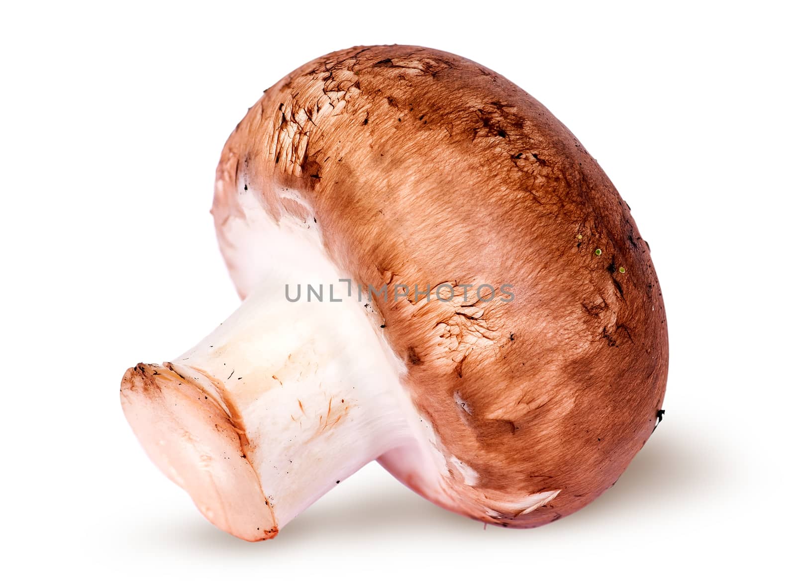 One whole brown champignon isolated on white background