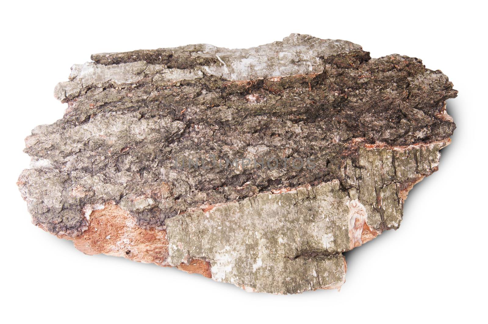 Piece Of Dried Bark Of Old Birch Tree Isolated On White Background